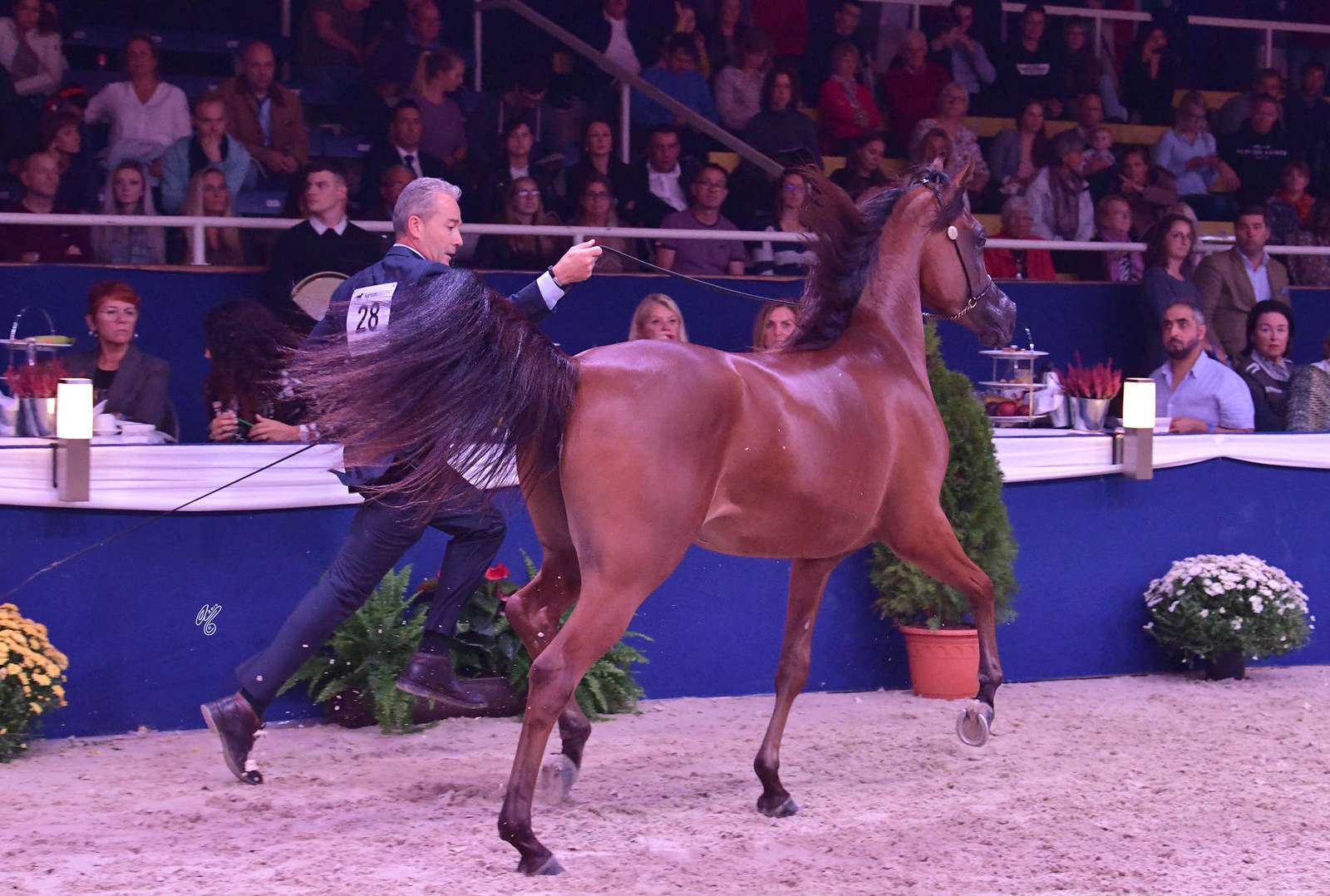 Yearling Filly Bronze Champion: Adwaa Al Arab (Emerald J X HK Jojo RLC)