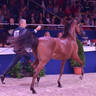 Yearling Filly Bronze Champion: Adwaa Al Arab (Emerald J X HK Jojo RLC)