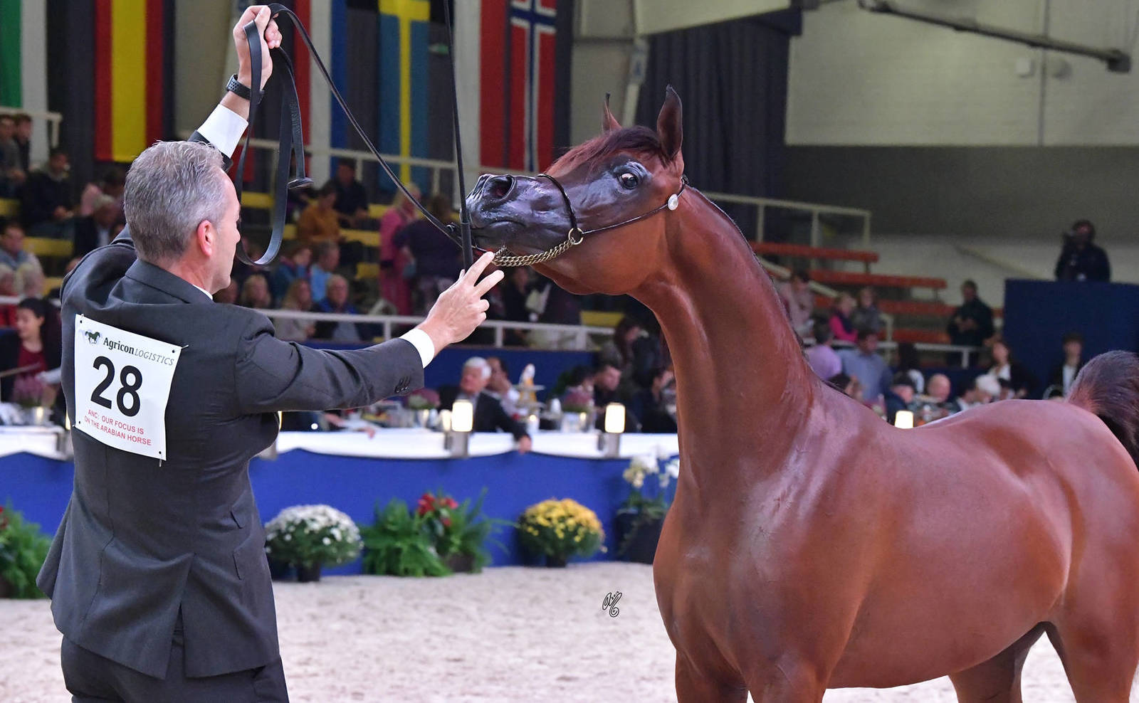 Yearling Filly Bronze Champion: Adwaa Al Arab (Emerald J X HK Jojo RLC)