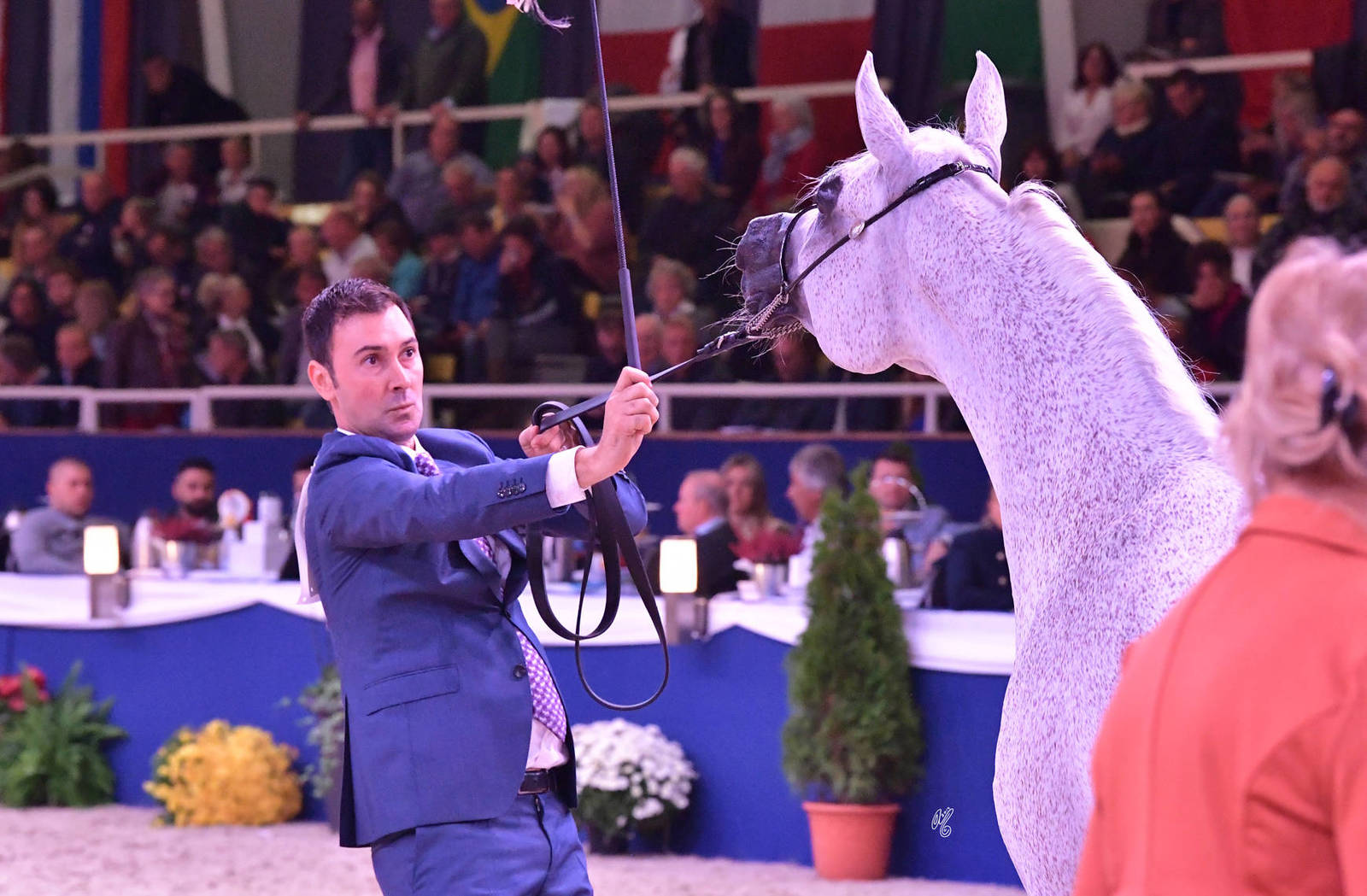 Mares 11 Years and Older: Pepita