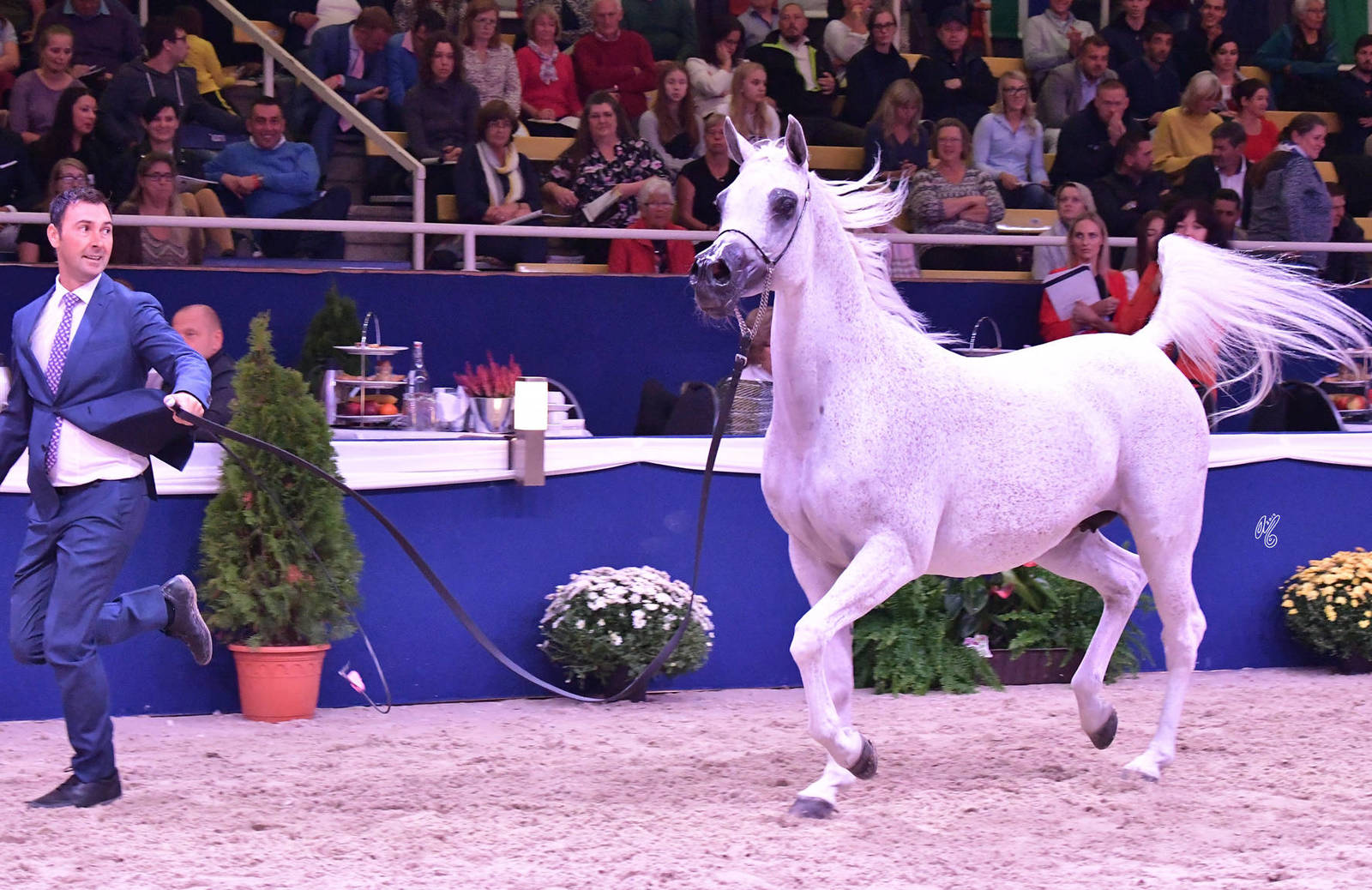 Mares 11 Years and Older: Pepita