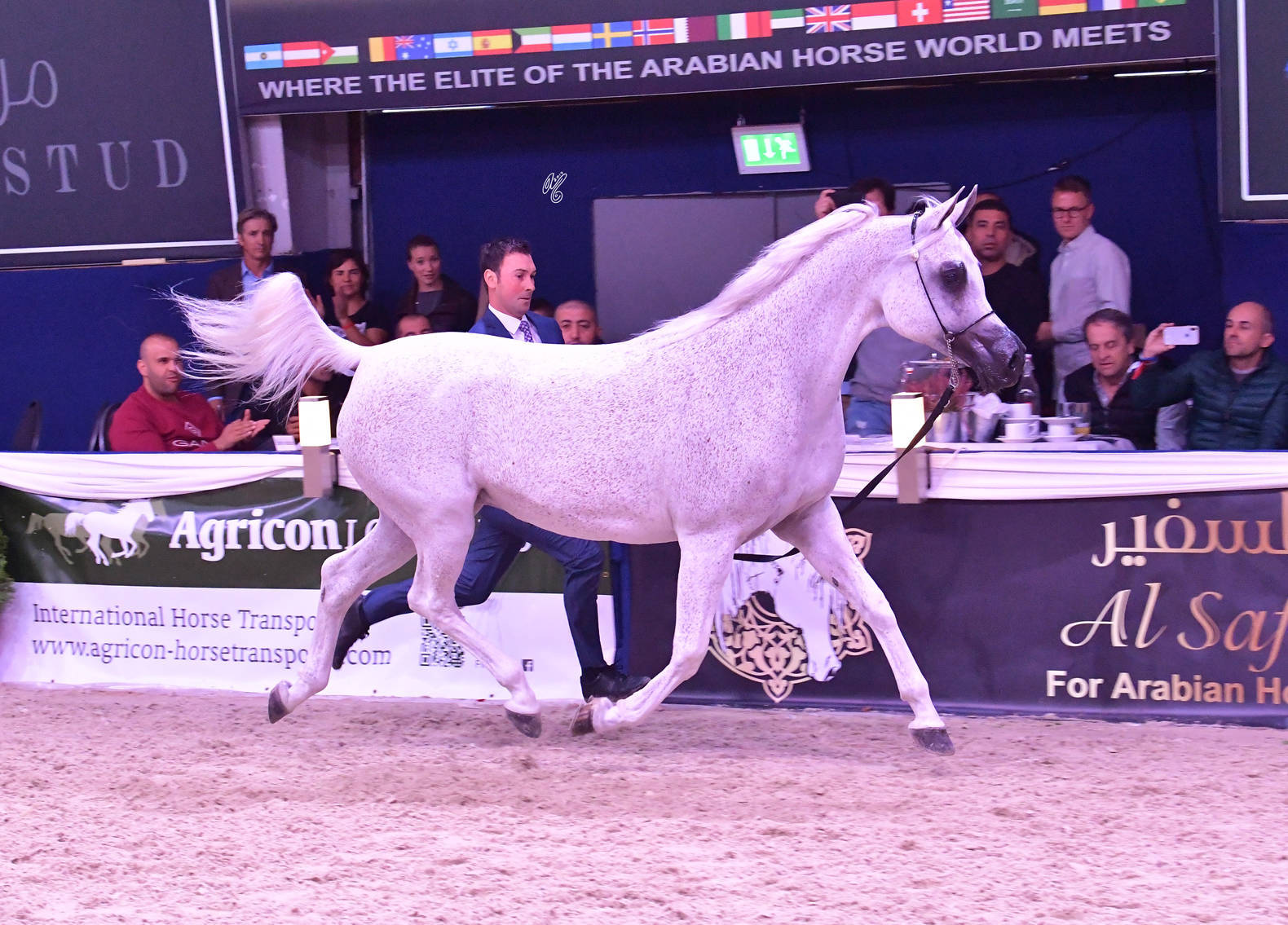 Mares 11 Years and Older: Pepita