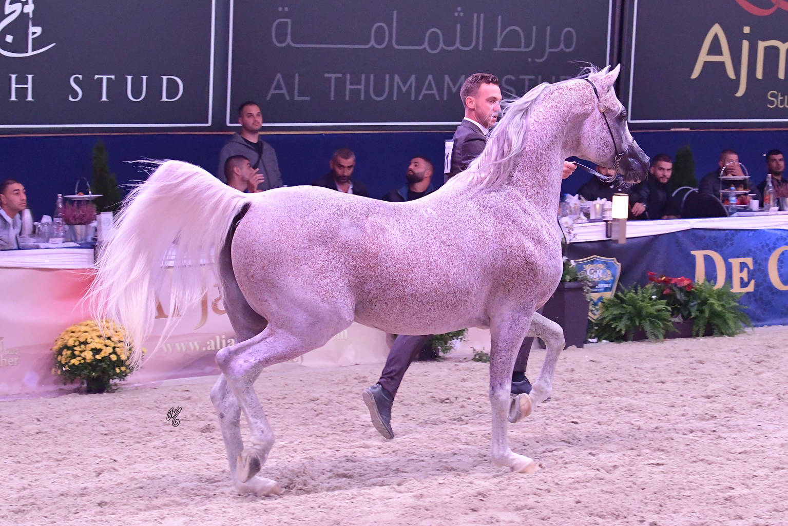 Stallions 11 Years and Older: Lissar