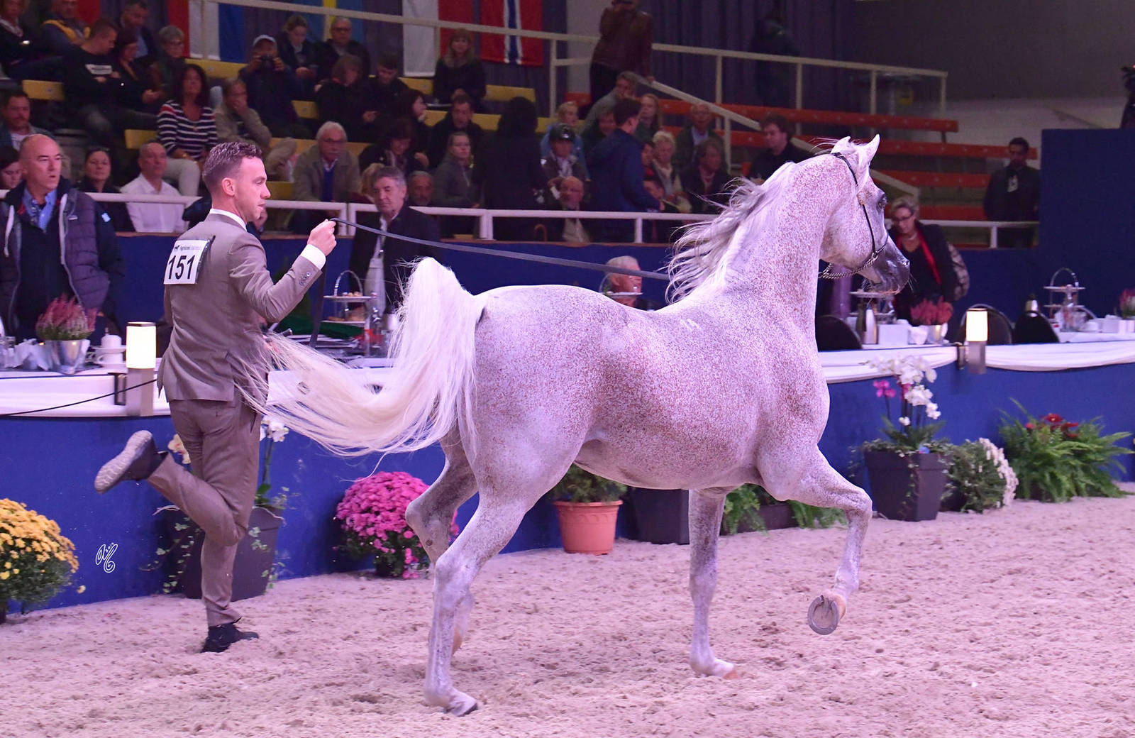 Stallions 11 Years and Older: Lissar