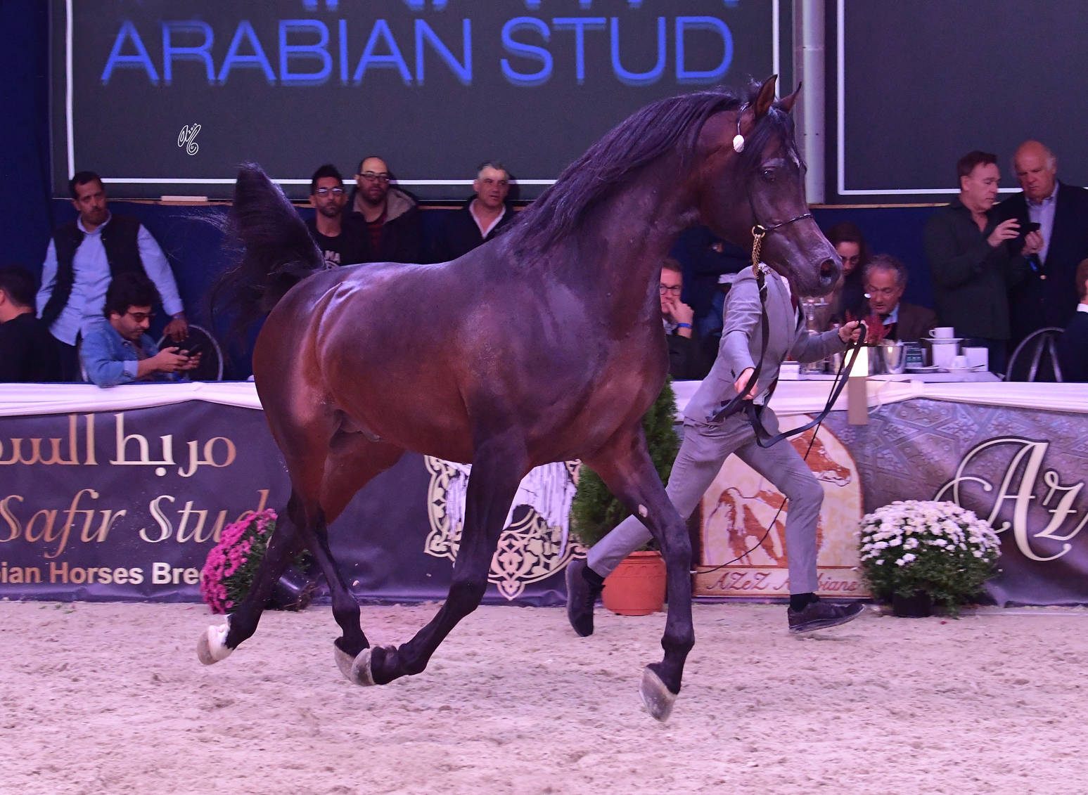 Stallions 11 Years and Older: Roe Lateef