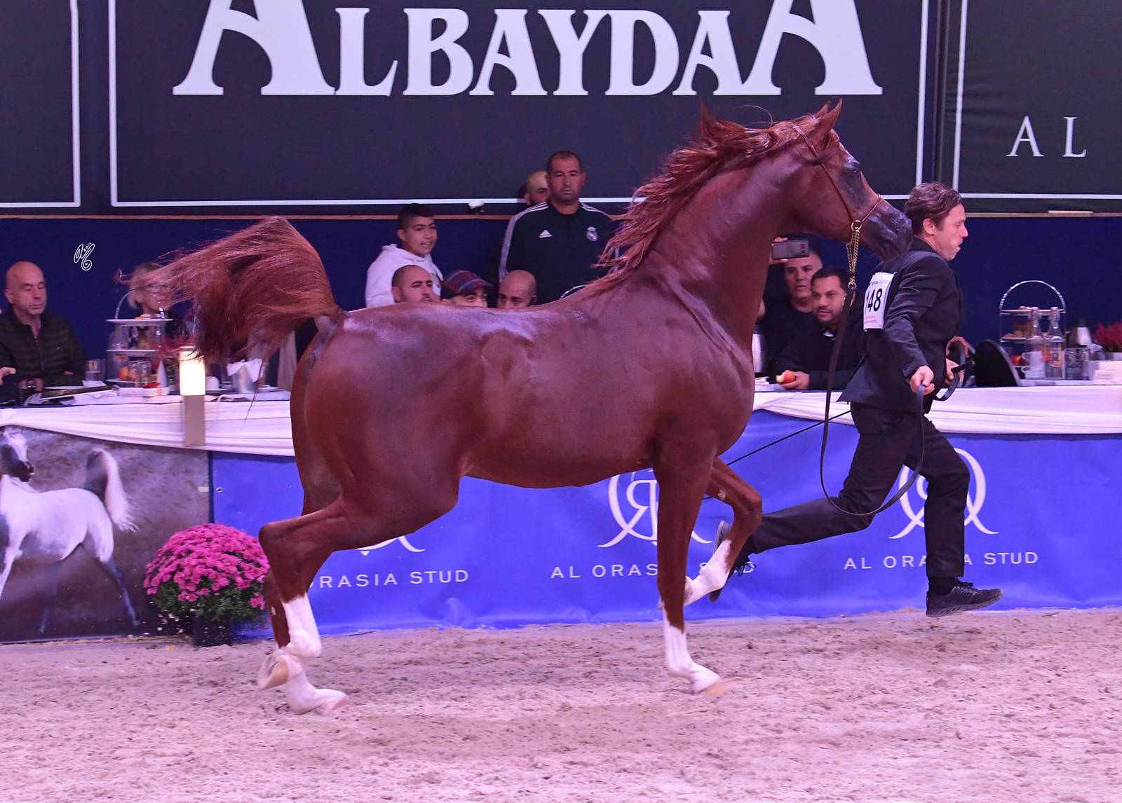 Stallions 11 Years and Older: Eternal