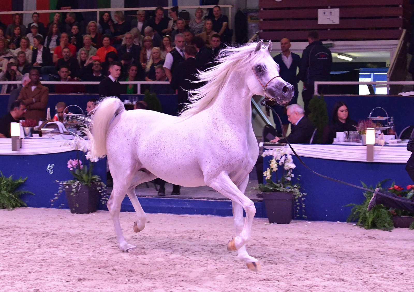 Stallions 7-10 Years Old: RP Burj Al Arab