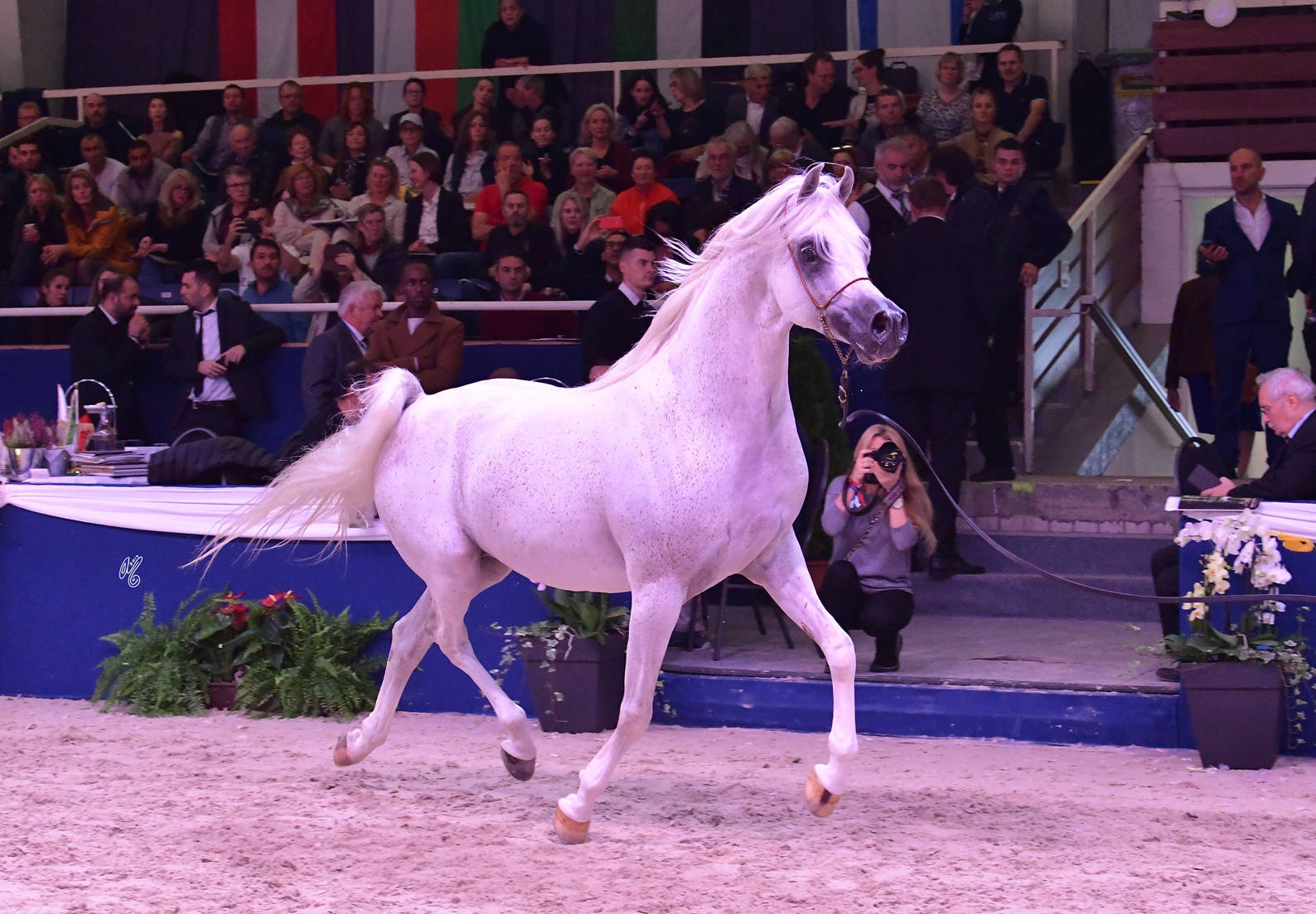 Stallions 7-10 Years Old: RP Burj Al Arab