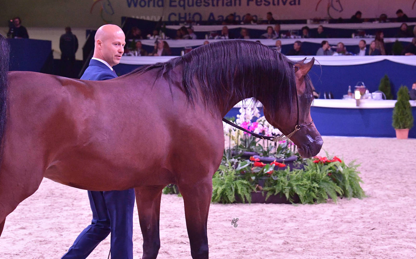 Stallions 4-6 Years Old: Calateon