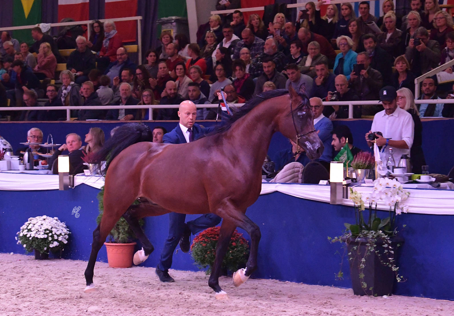 Stallions 4-6 Years Old: Calateon