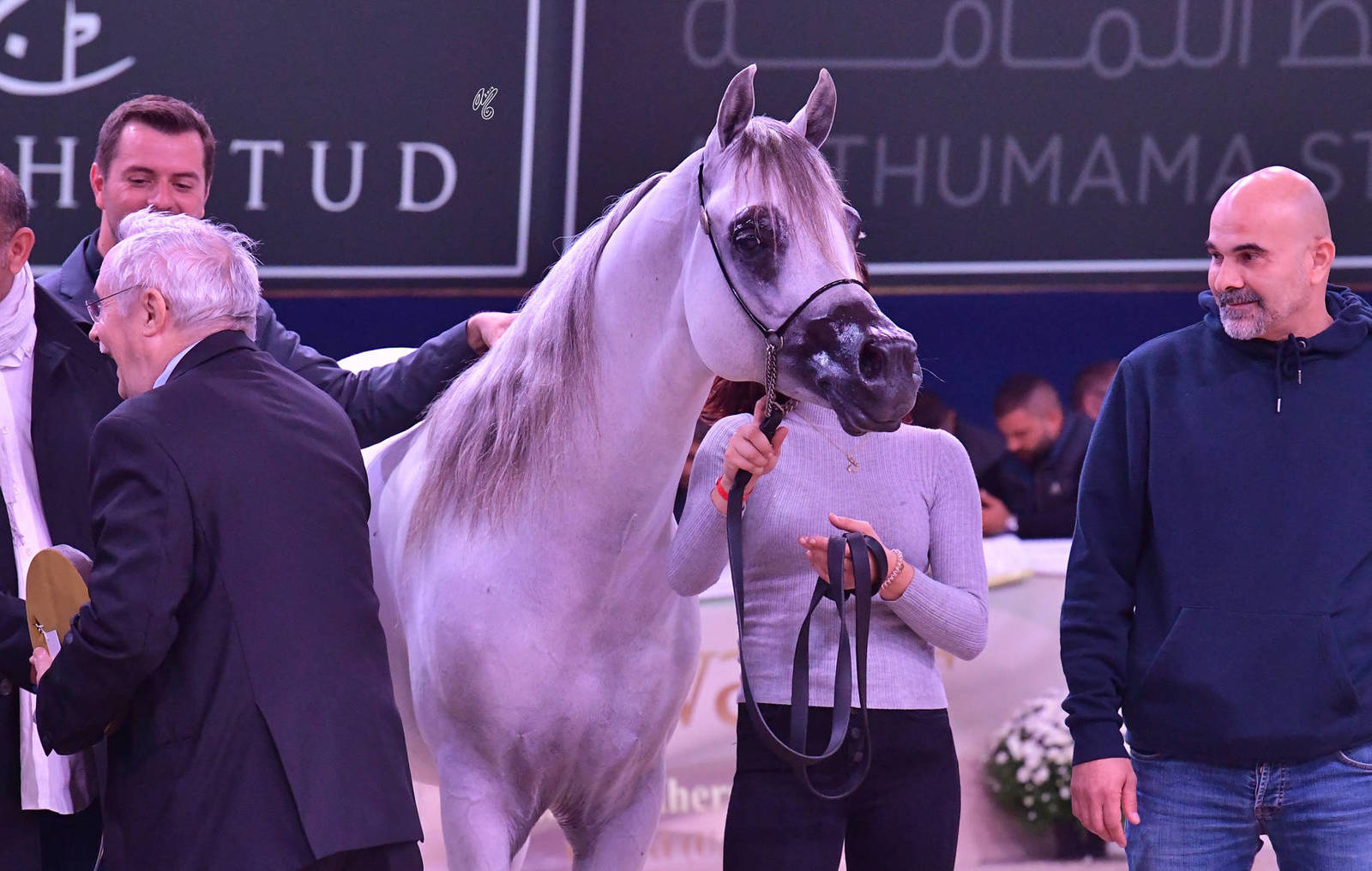 Stallions 4-6 Years Old: Aali Farid