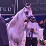 Stallions 4-6 Years Old: Aali Farid