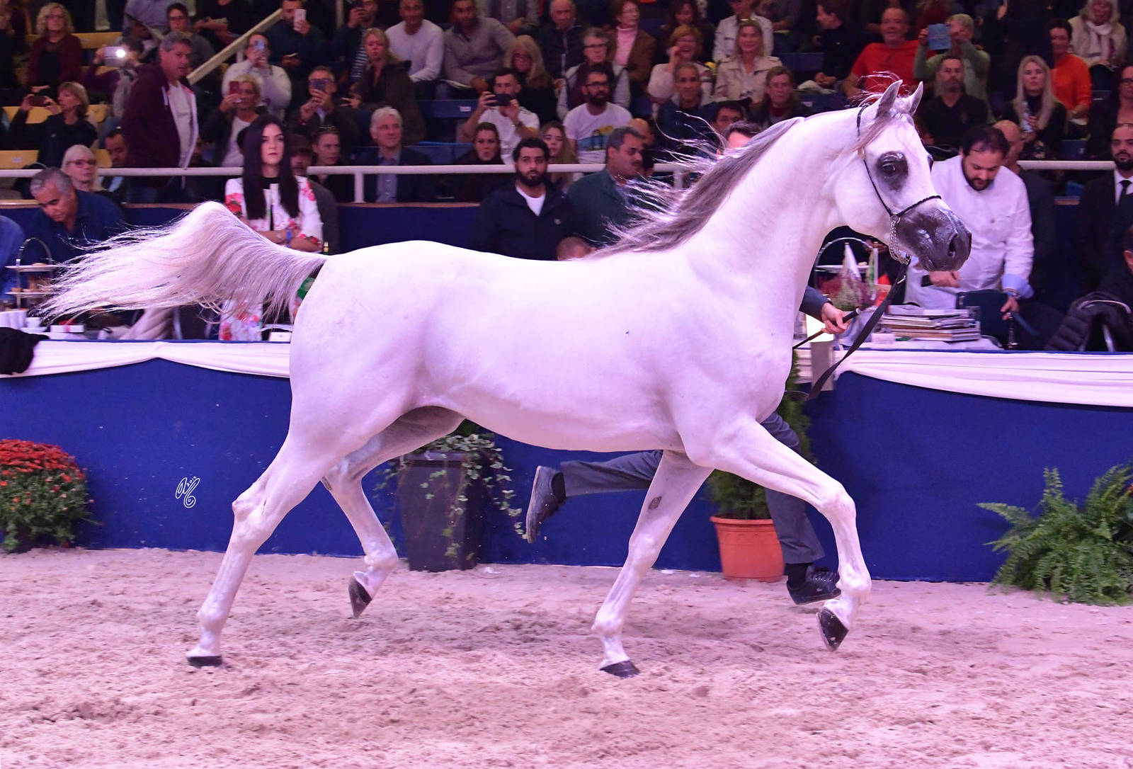 Stallions 4-6 Years Old: Aali Farid