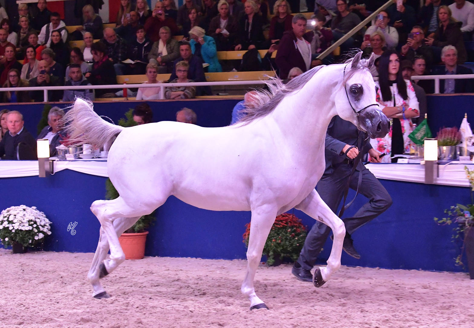 Stallions 4-6 Years Old: Aali Farid