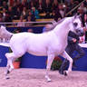 Stallions 4-6 Years Old: Aali Farid
