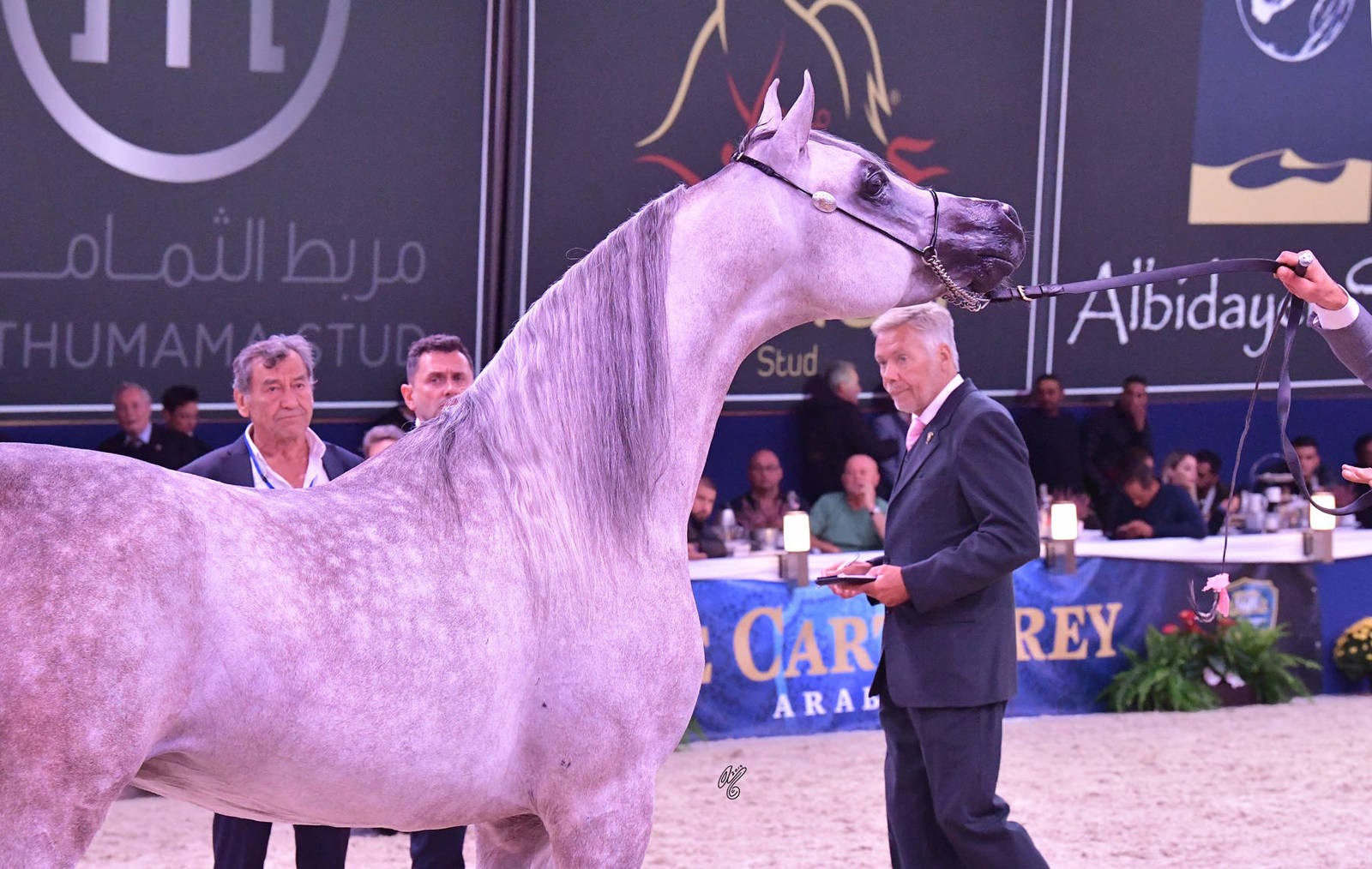 Stallions 4-6 Years Old: FA Napoli