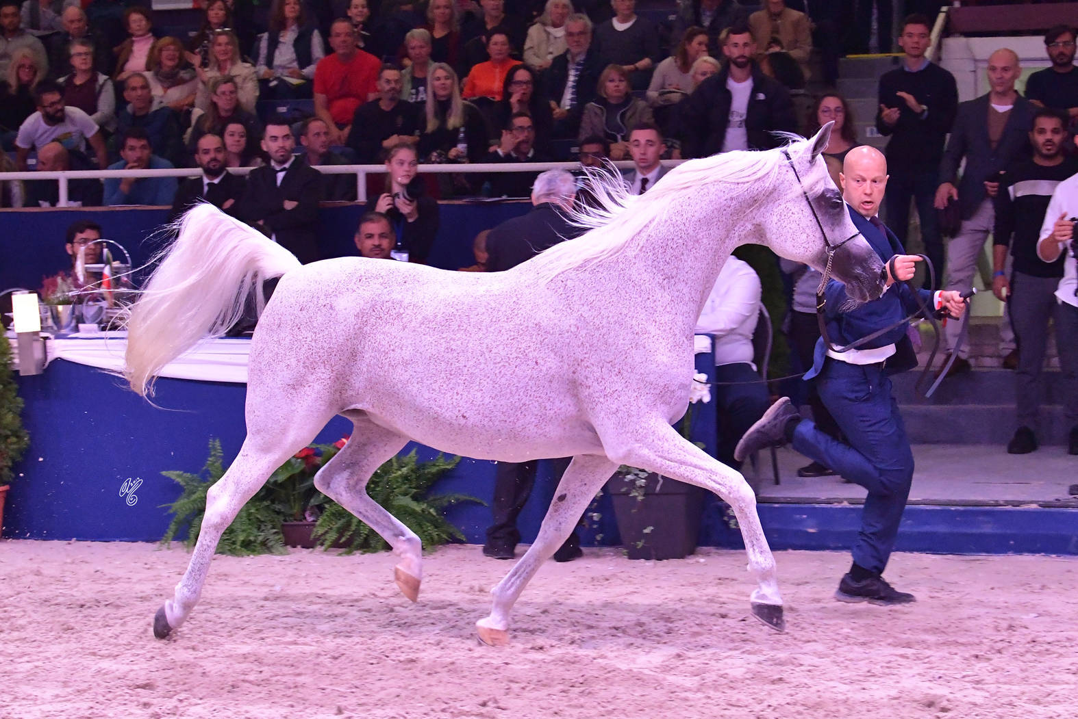 Mares 11 Years and Older: Ekspulsja