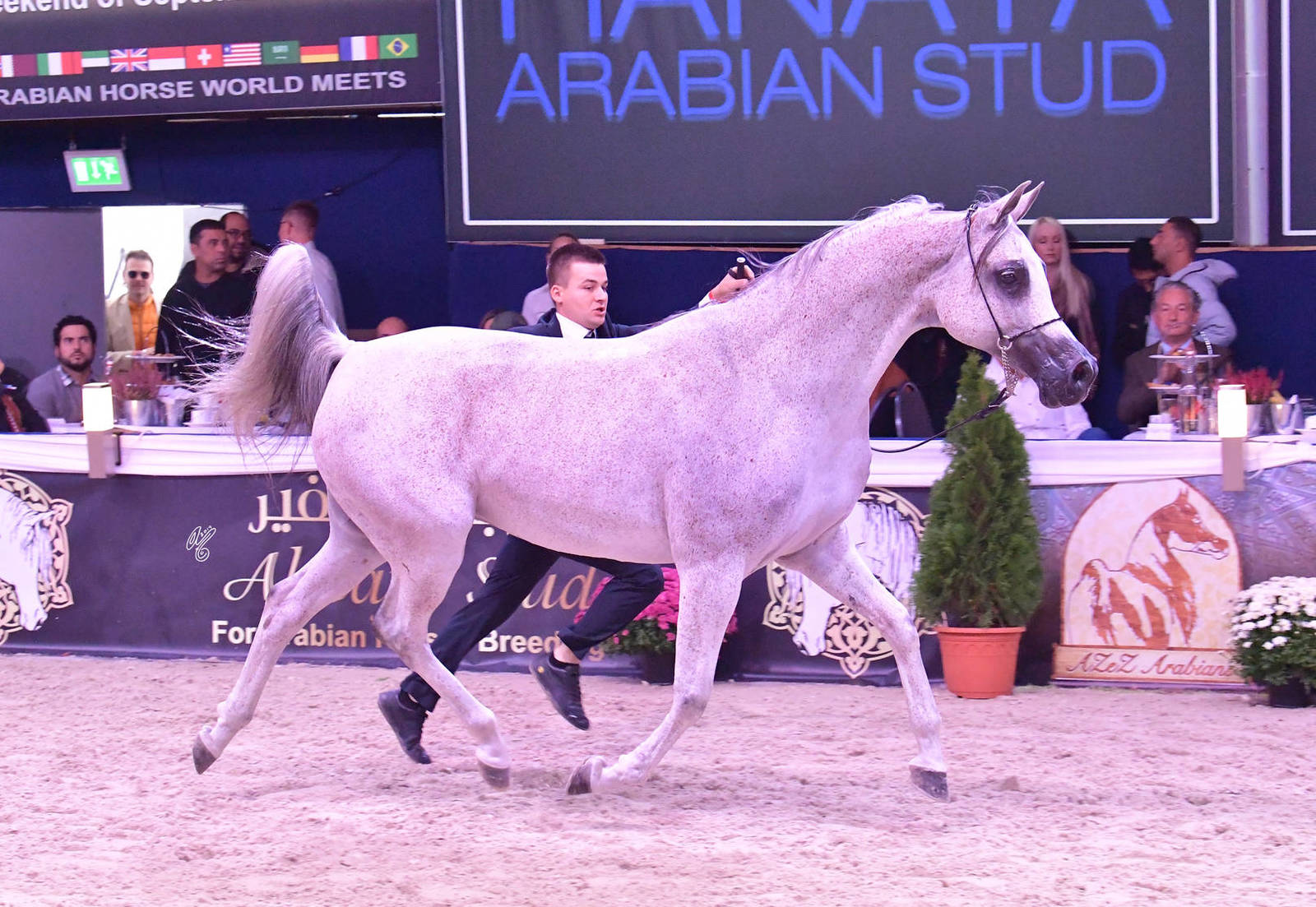 Mares 11 Years and Older: Lawinia