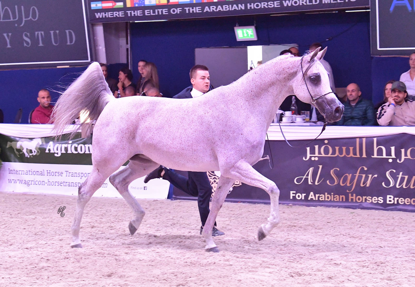 Mares 11 Years and Older: Lawinia