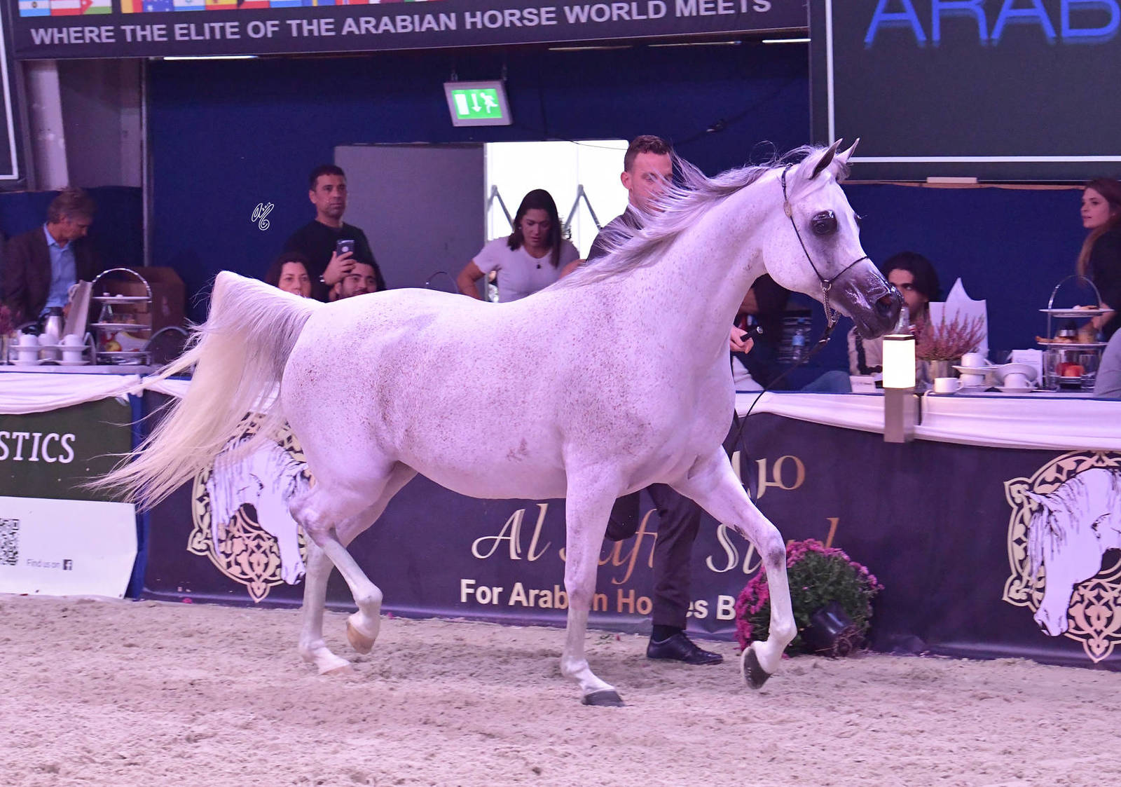 Mares 7-10 Years Old: Piacenza