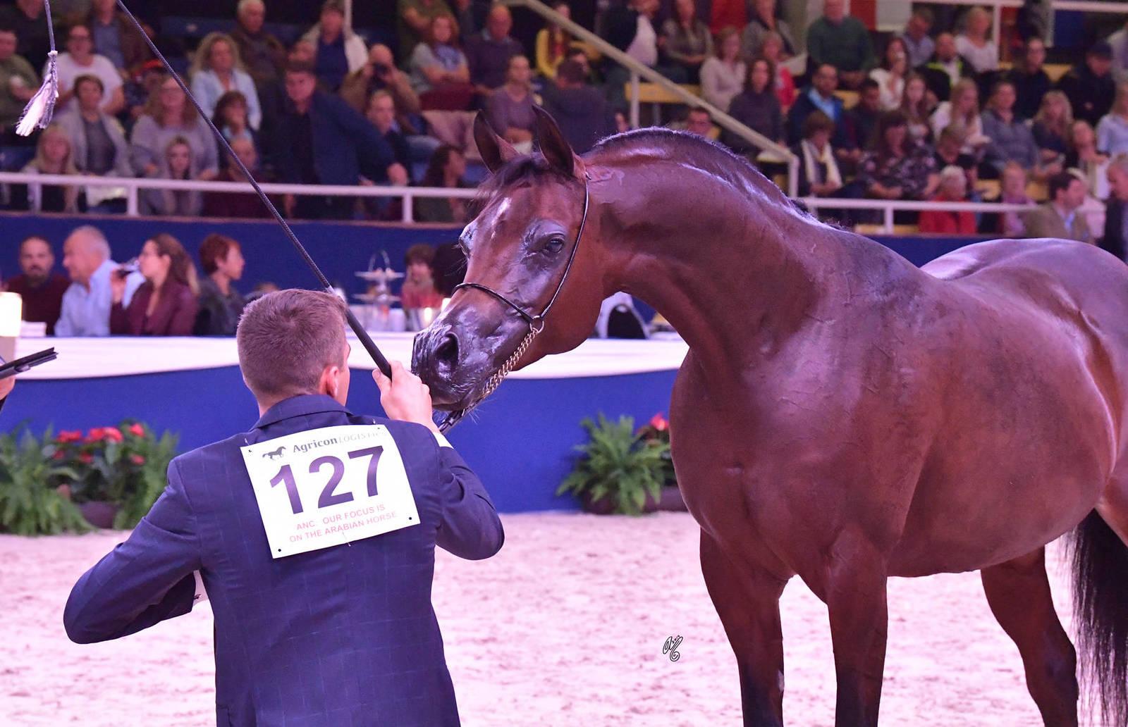 Mares 7-10 Years Old: Wieza Mocy