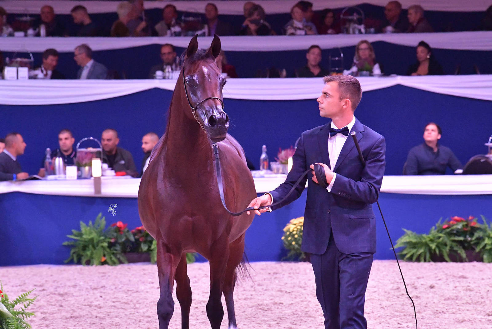 Mares 7-10 Years Old: Wieza Mocy