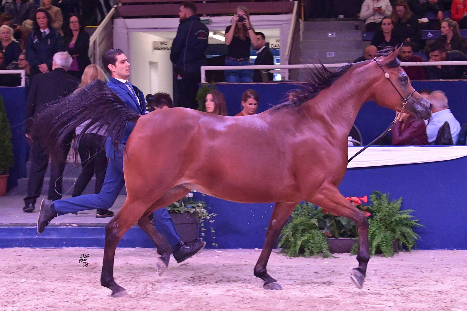 Mares 7-10 Years Old: SA Sonja