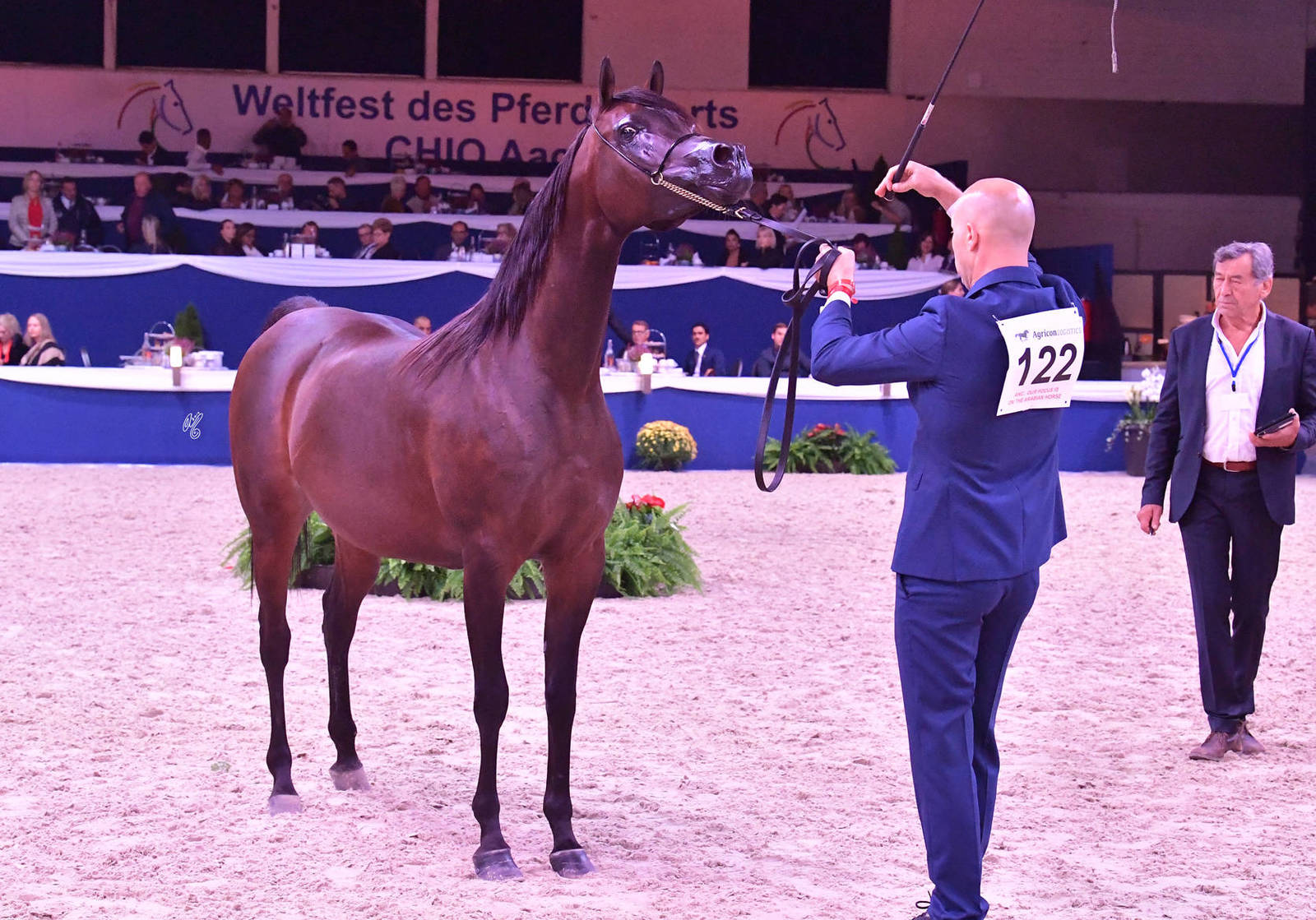 Mares 7-10 Years Old: JV Nerina