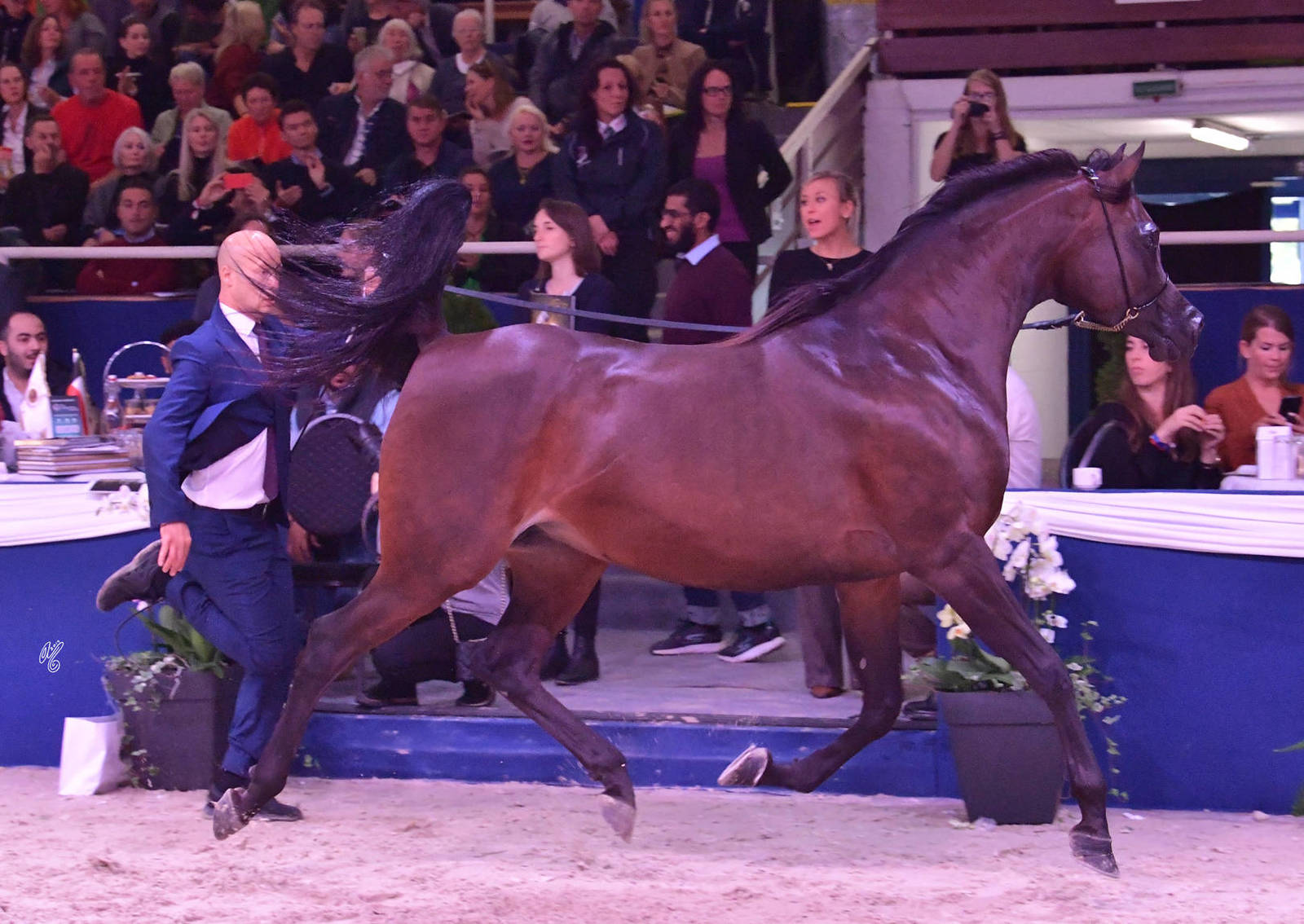 Mares 7-10 Years Old: JV Nerina