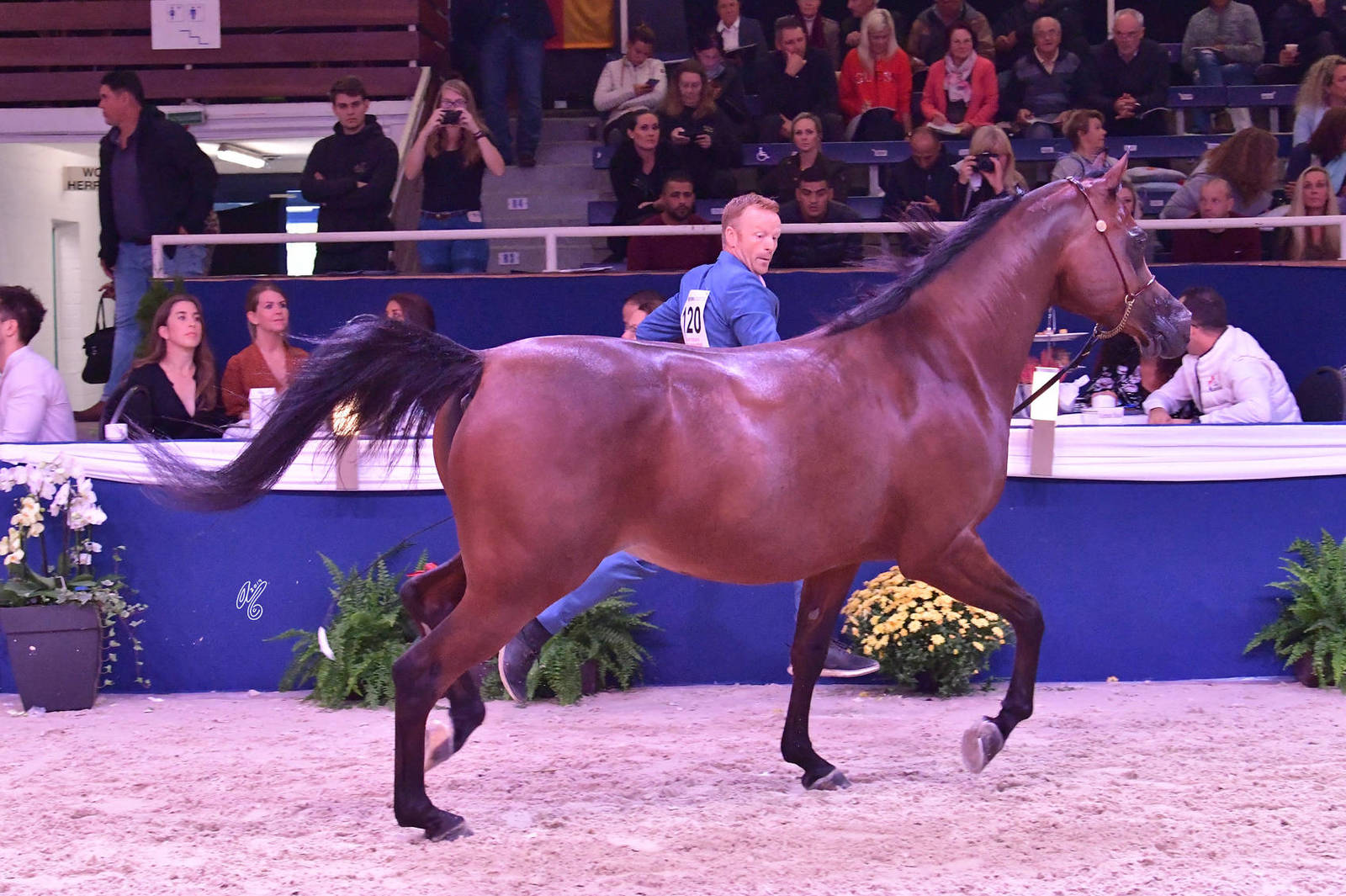 Mares 7-10 Years Old: Salmah Al Shgair