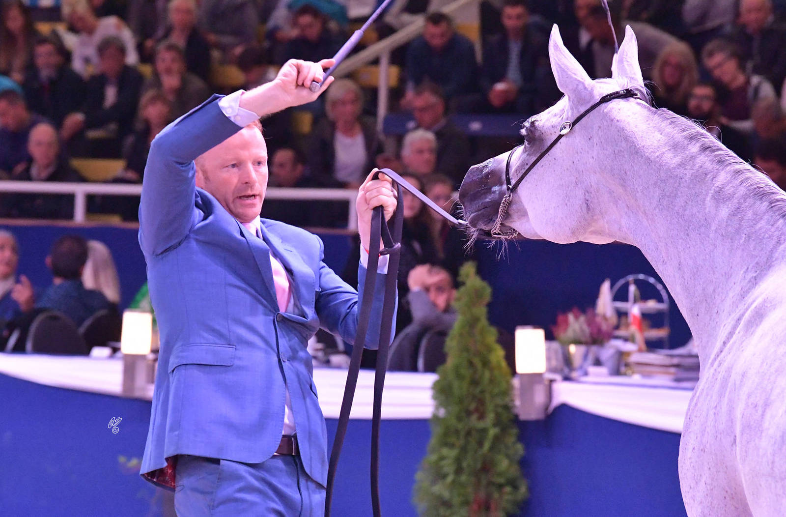 Mares 4-6 Years Old: Anawa