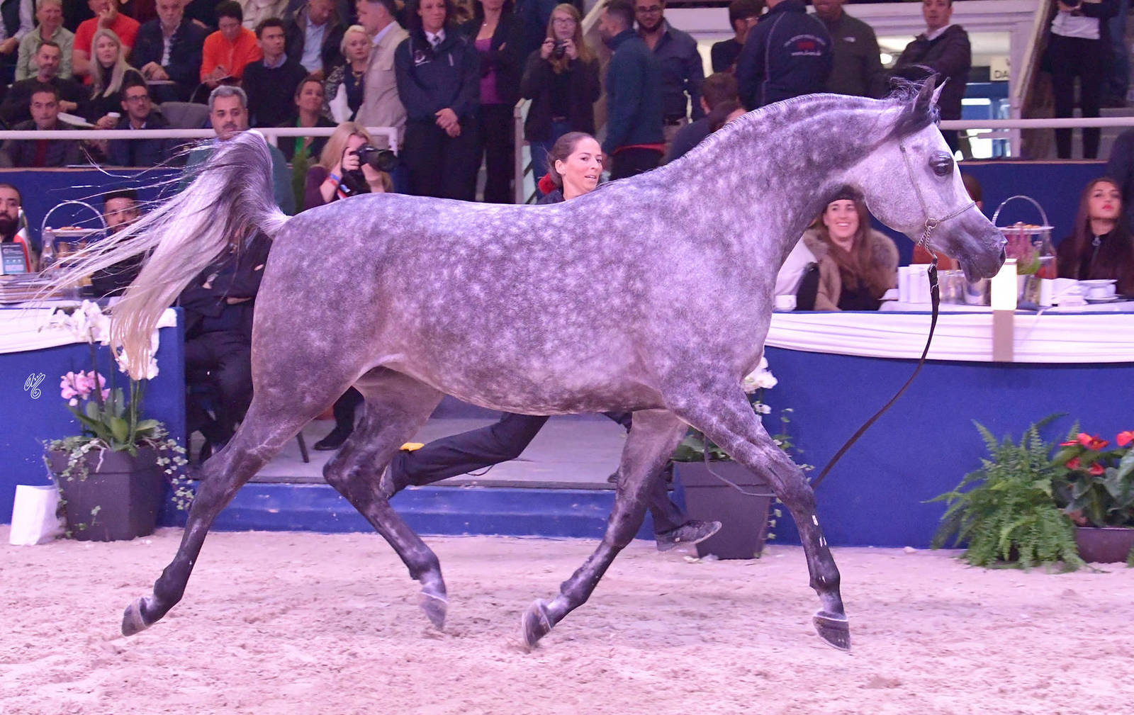 Mares 4-6 Years Old: Psyrella