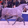 Mares 4-6 Years Old: Psyrella