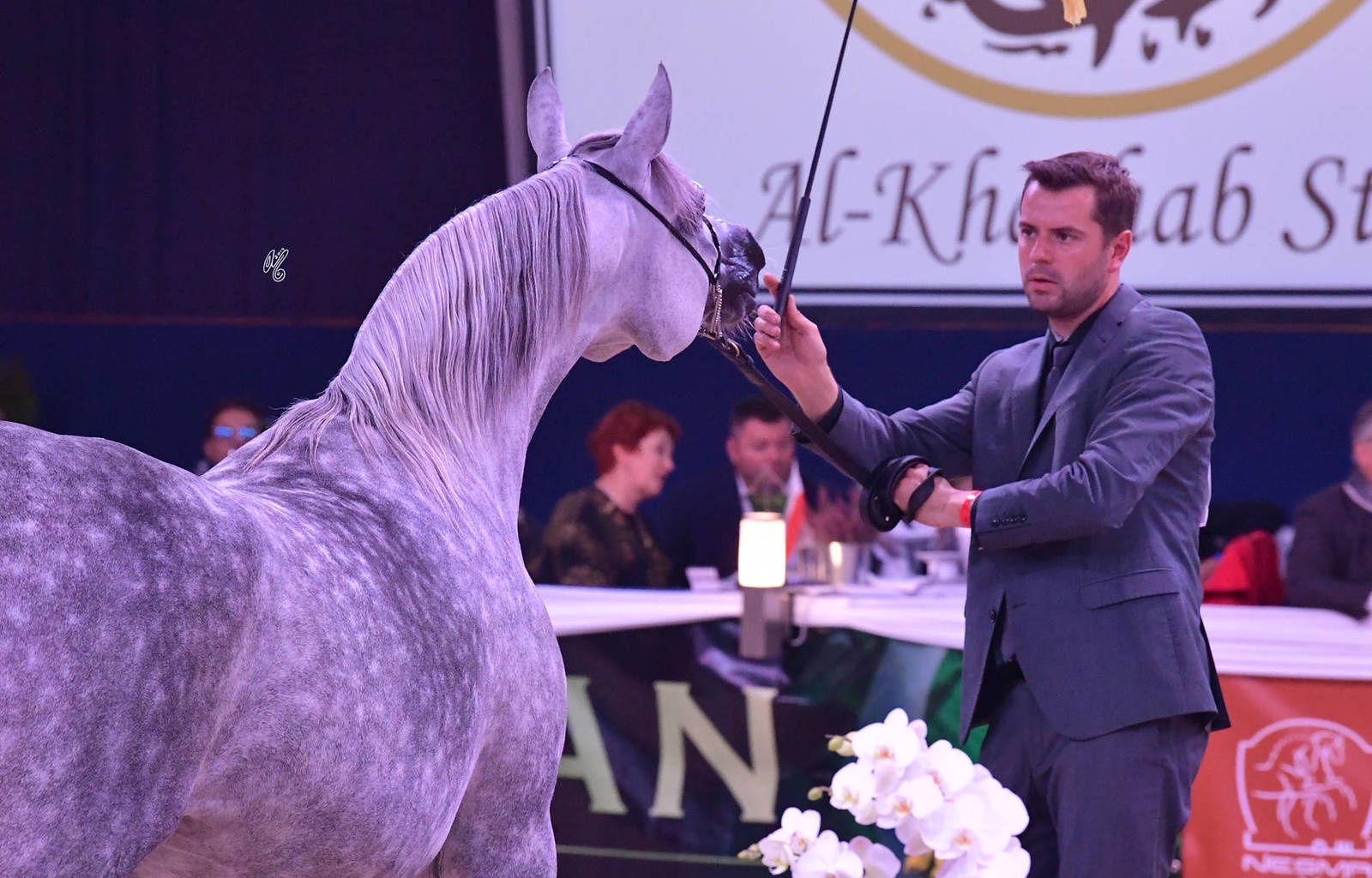 Mares 4-6 Years Old: Prunella