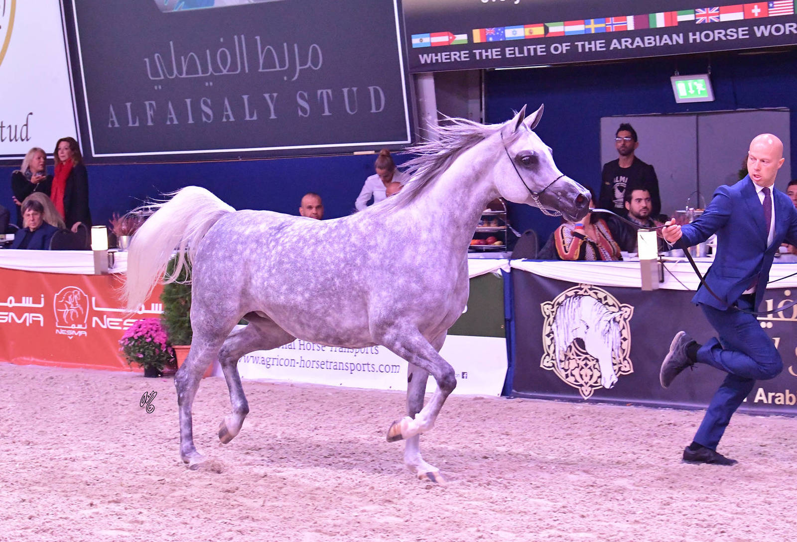 Mares 4-6 Years Old: Prunella