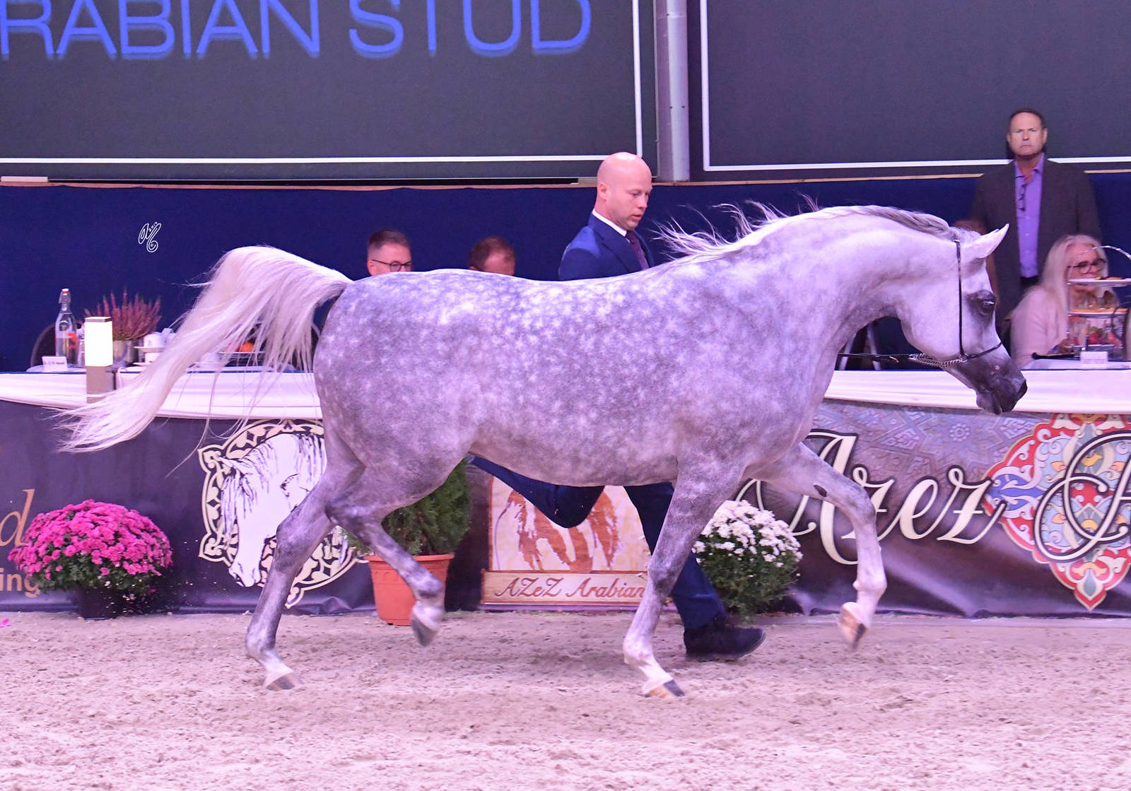 Mares 4-6 Years Old: Prunella