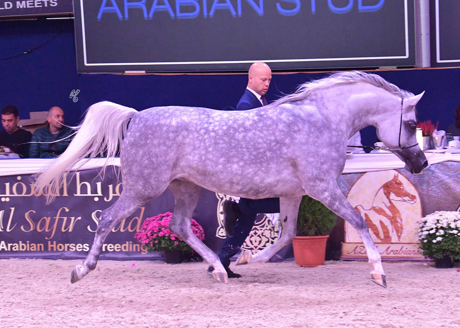 Mares 4-6 Years Old: Prunella