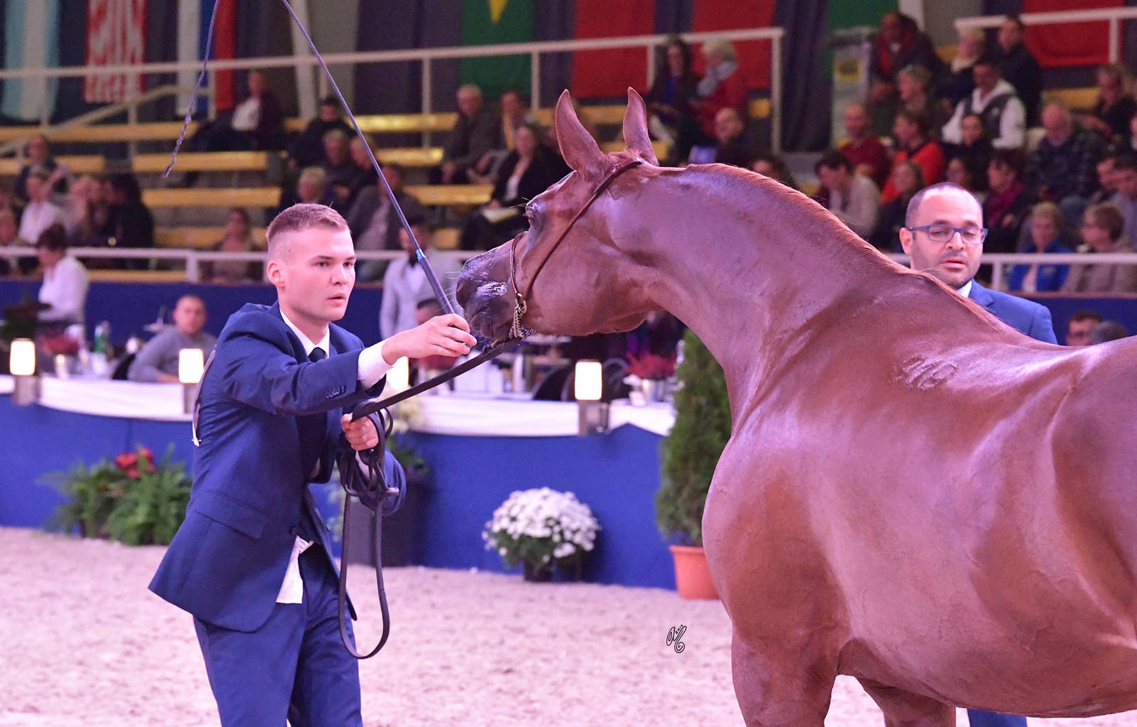 Mares 4-6 Years Old: Pregola