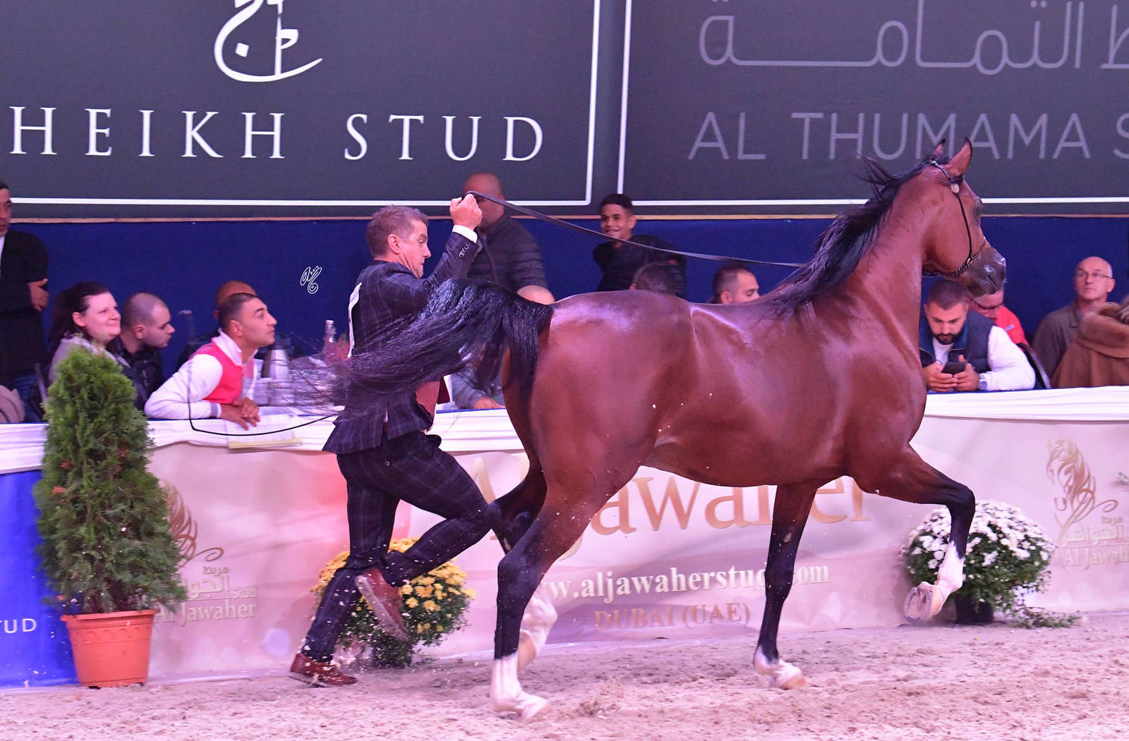 Colts 3 Years Old: Ames JR