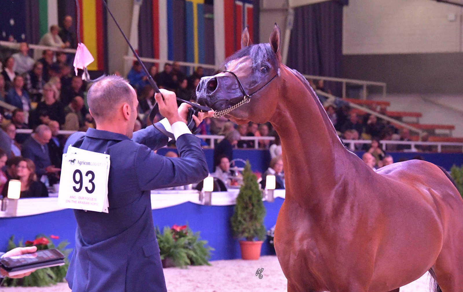 Colts 3 Years Old: Pacheco K.A.