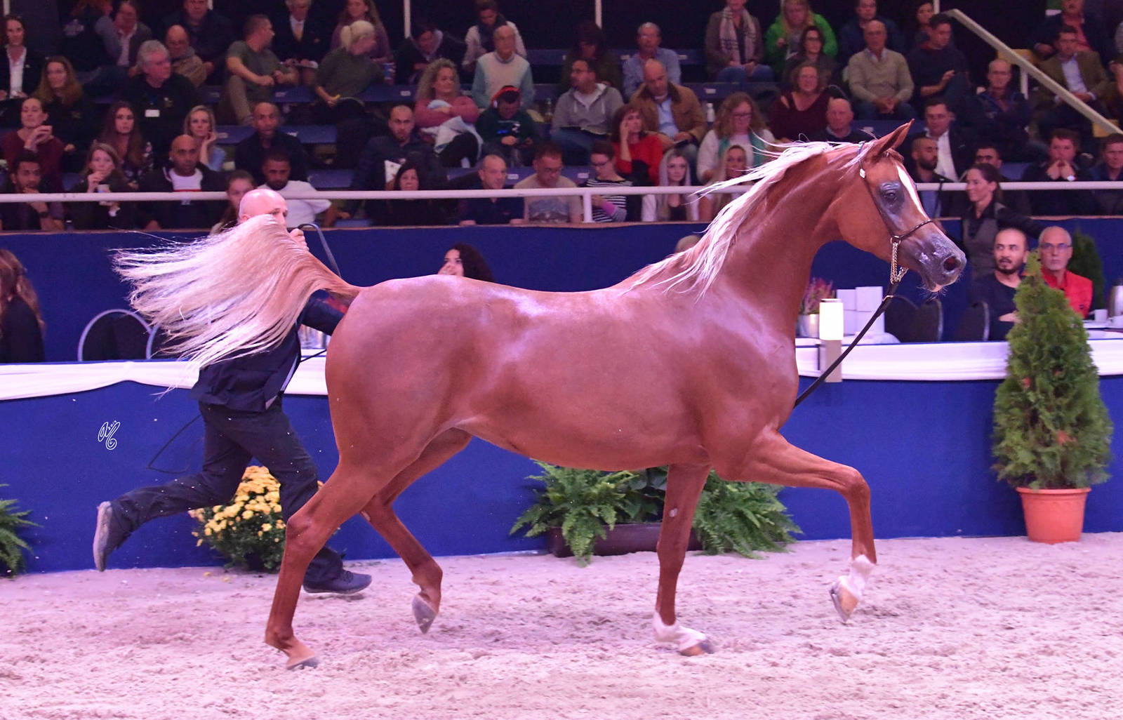 Fillies 3 Years Old: Escotia