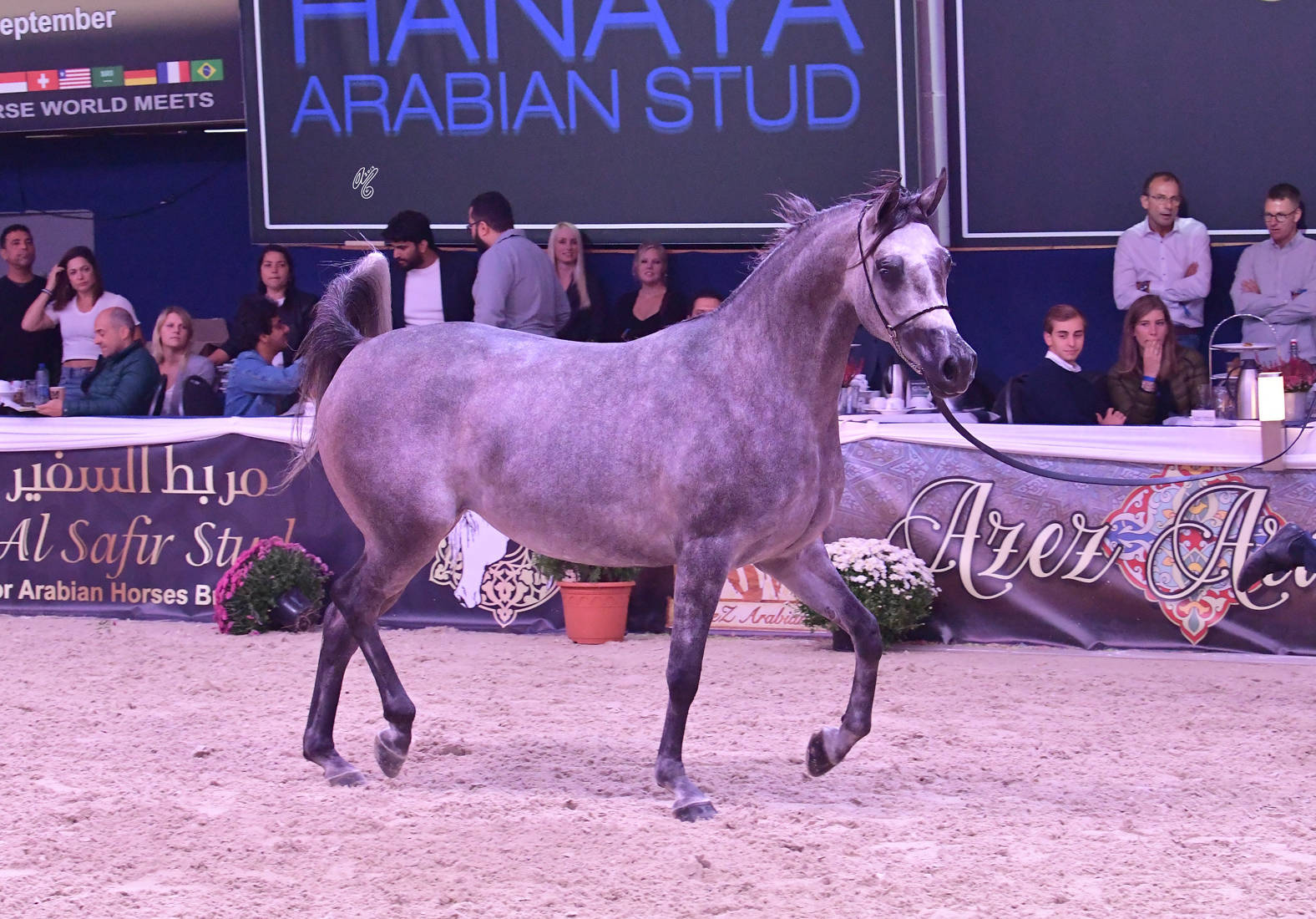 Fillies 3 Years Old: Parantella