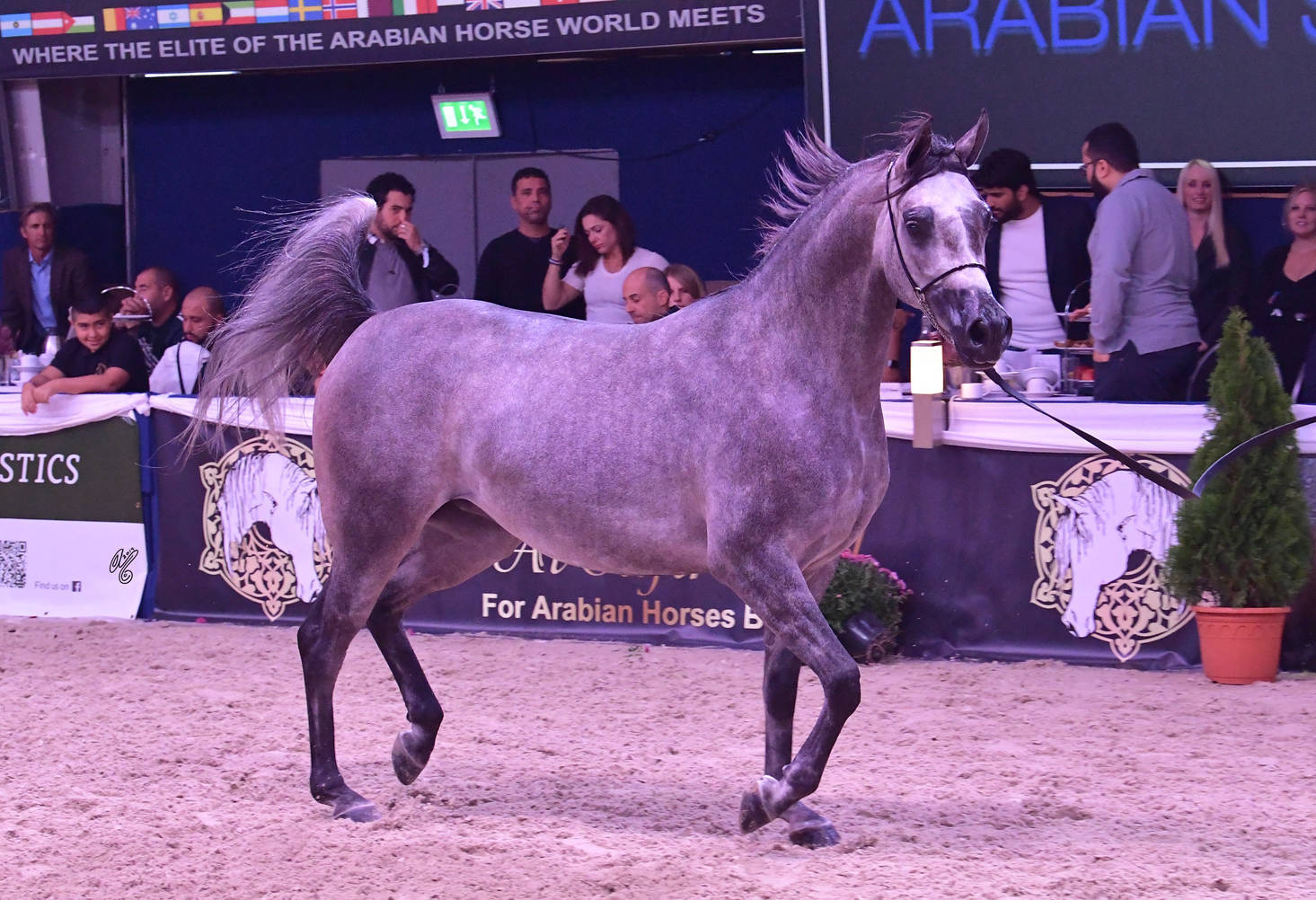 Fillies 3 Years Old: Parantella