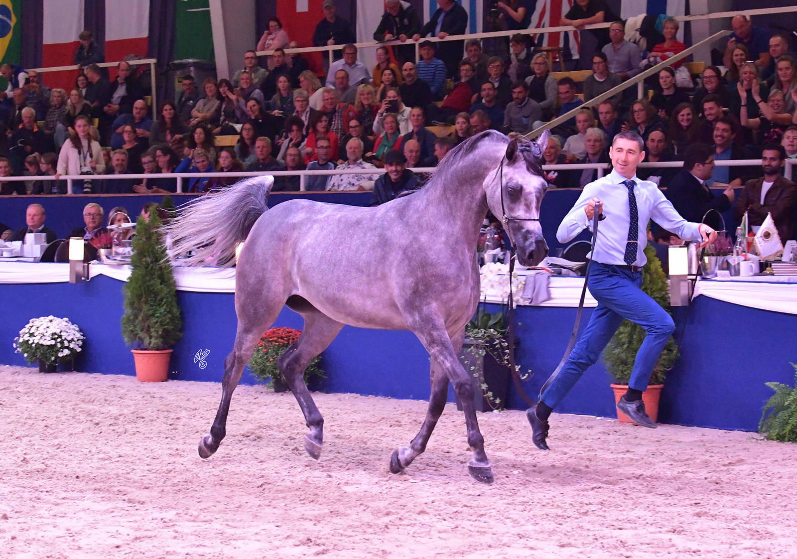 Fillies 3 Years Old: Parantella