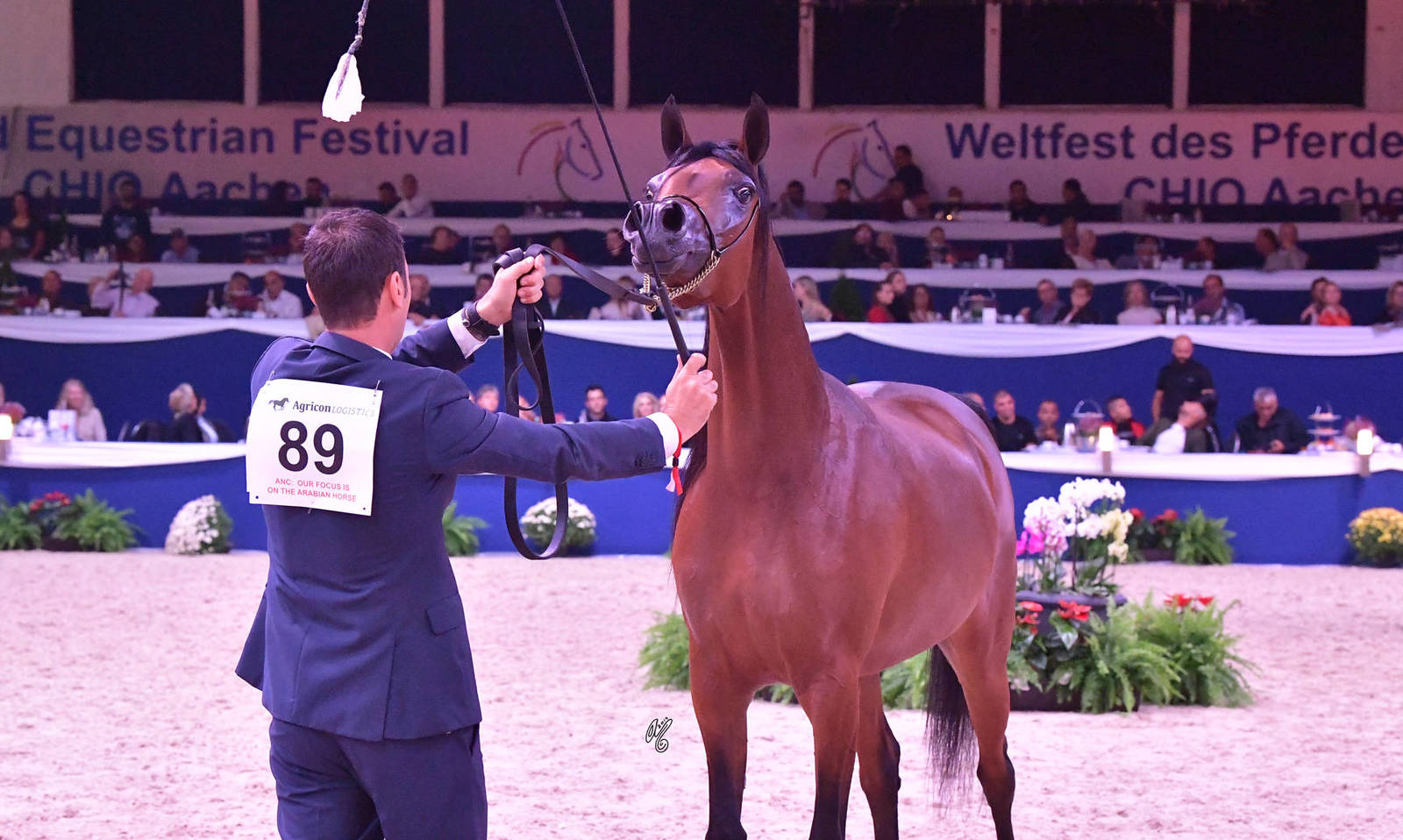 Fillies 3 Years Old: Rshediah Alkhashab