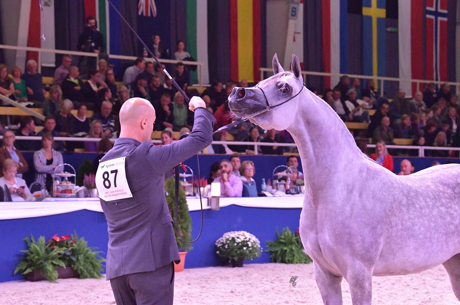 Fillies 3 Years Old: Markiza Of Justice