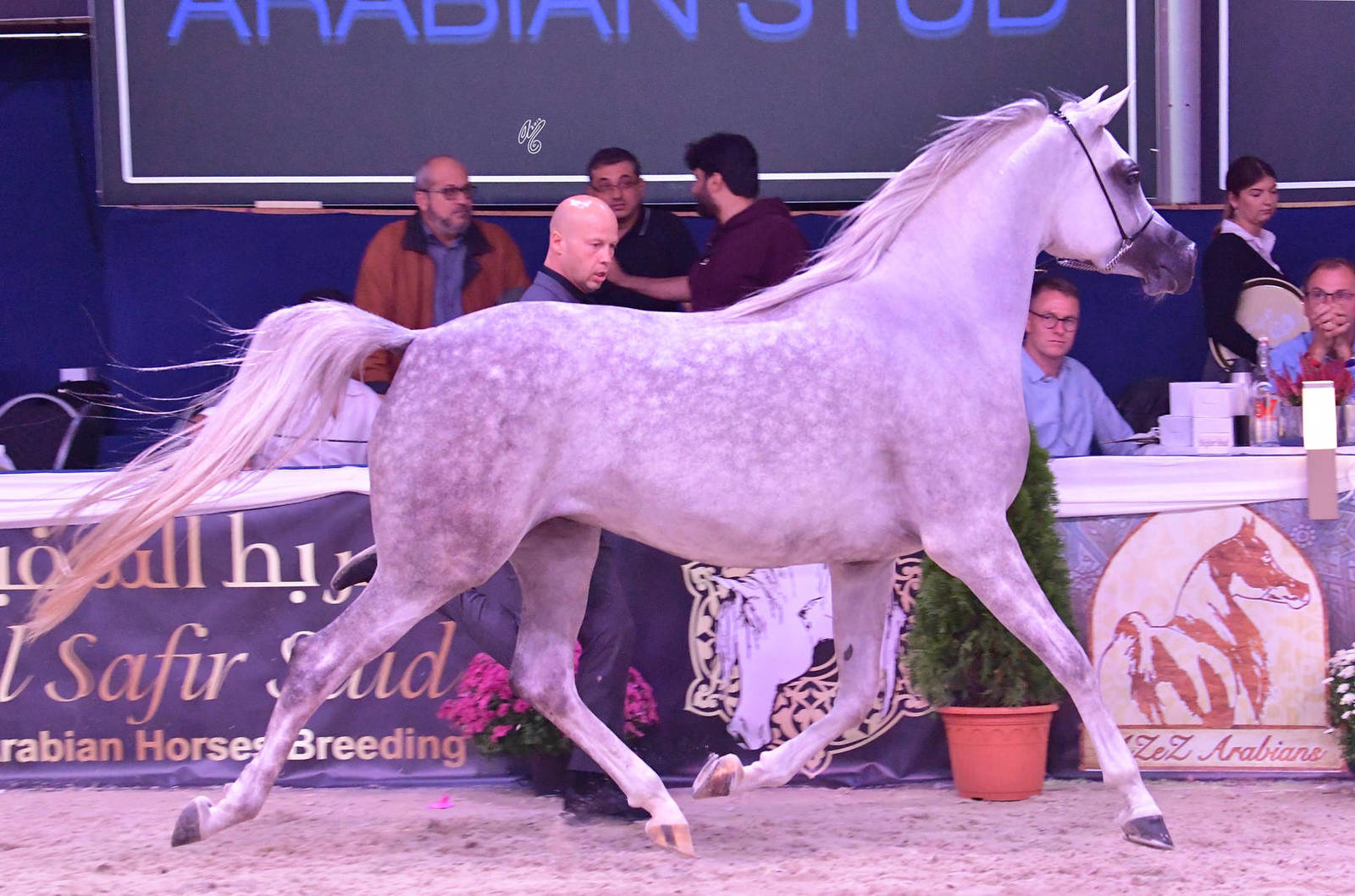 Fillies 3 Years Old: Markiza Of Justice