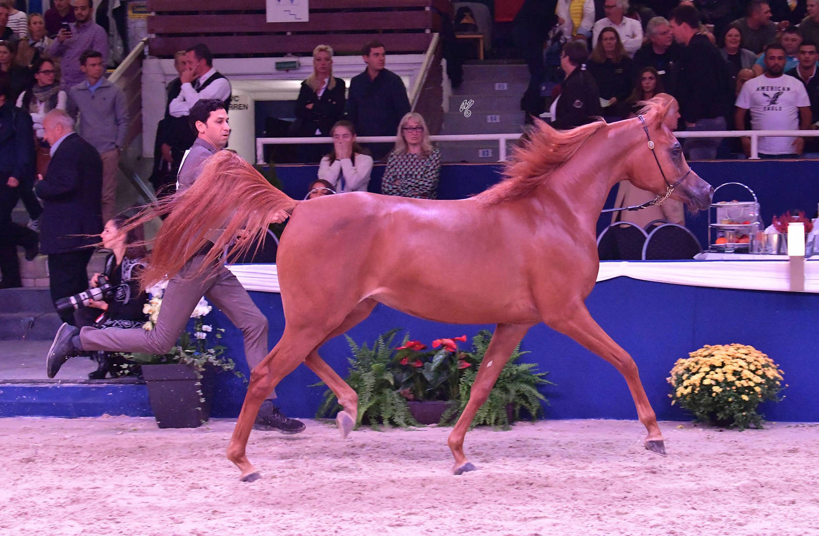 Fillies 3 Years Old: Zmero Star