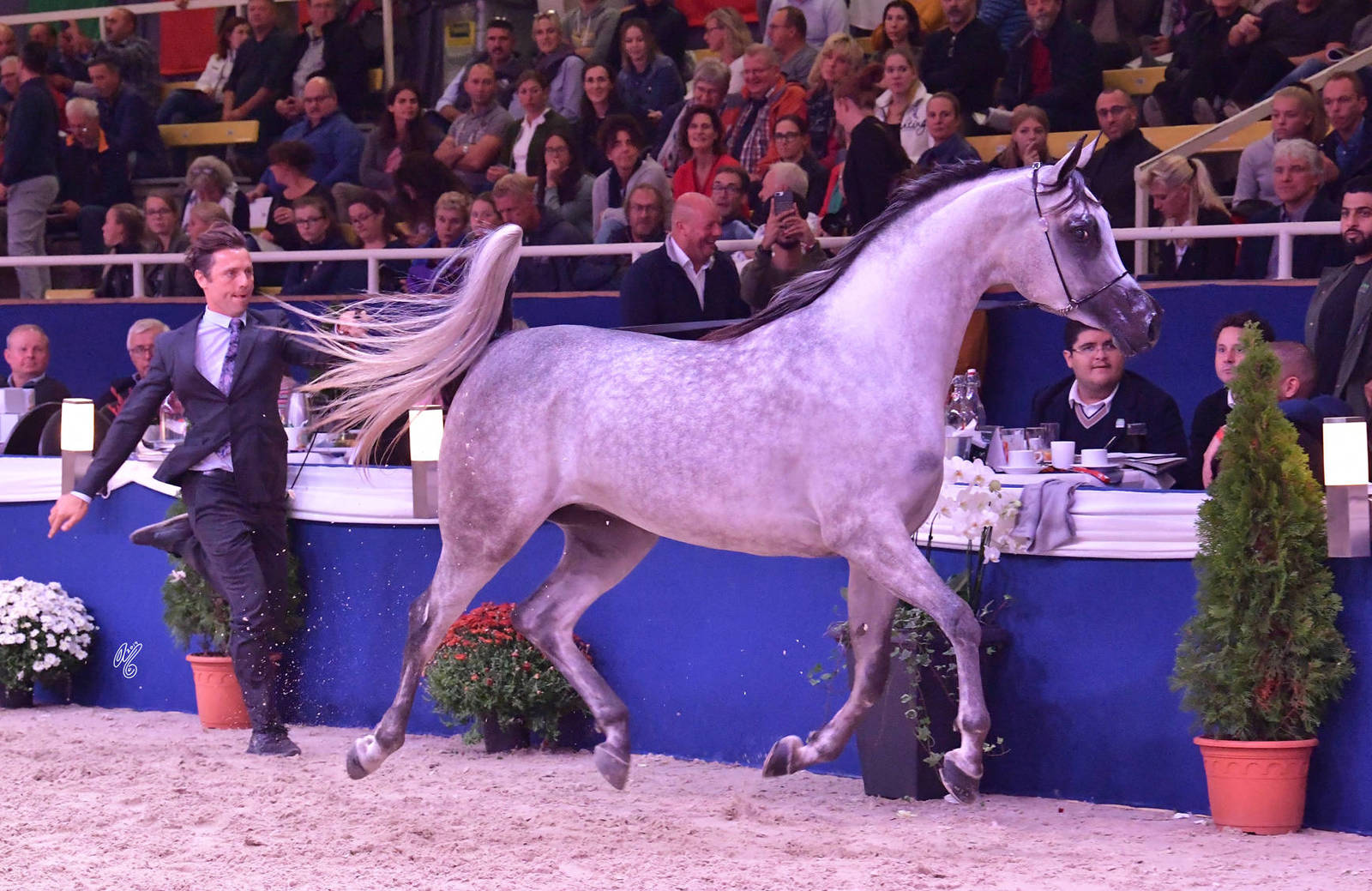 Fillies 3 Years Old: Maymoona Babel