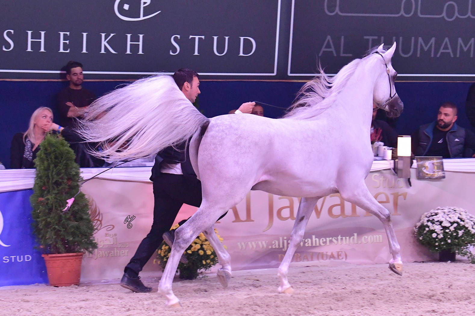 Colts 2 Years Old: Sinmar Albidayer